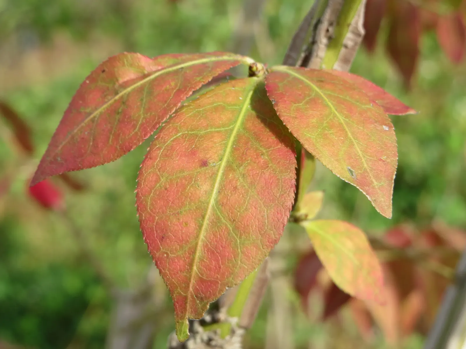 Winged Euonymus Or Burning Bush (Euonymus Alatus) — This deciduous shrub with unique corky 'wings' on its branches reaches up to 15 feet tall and 10 feet wide