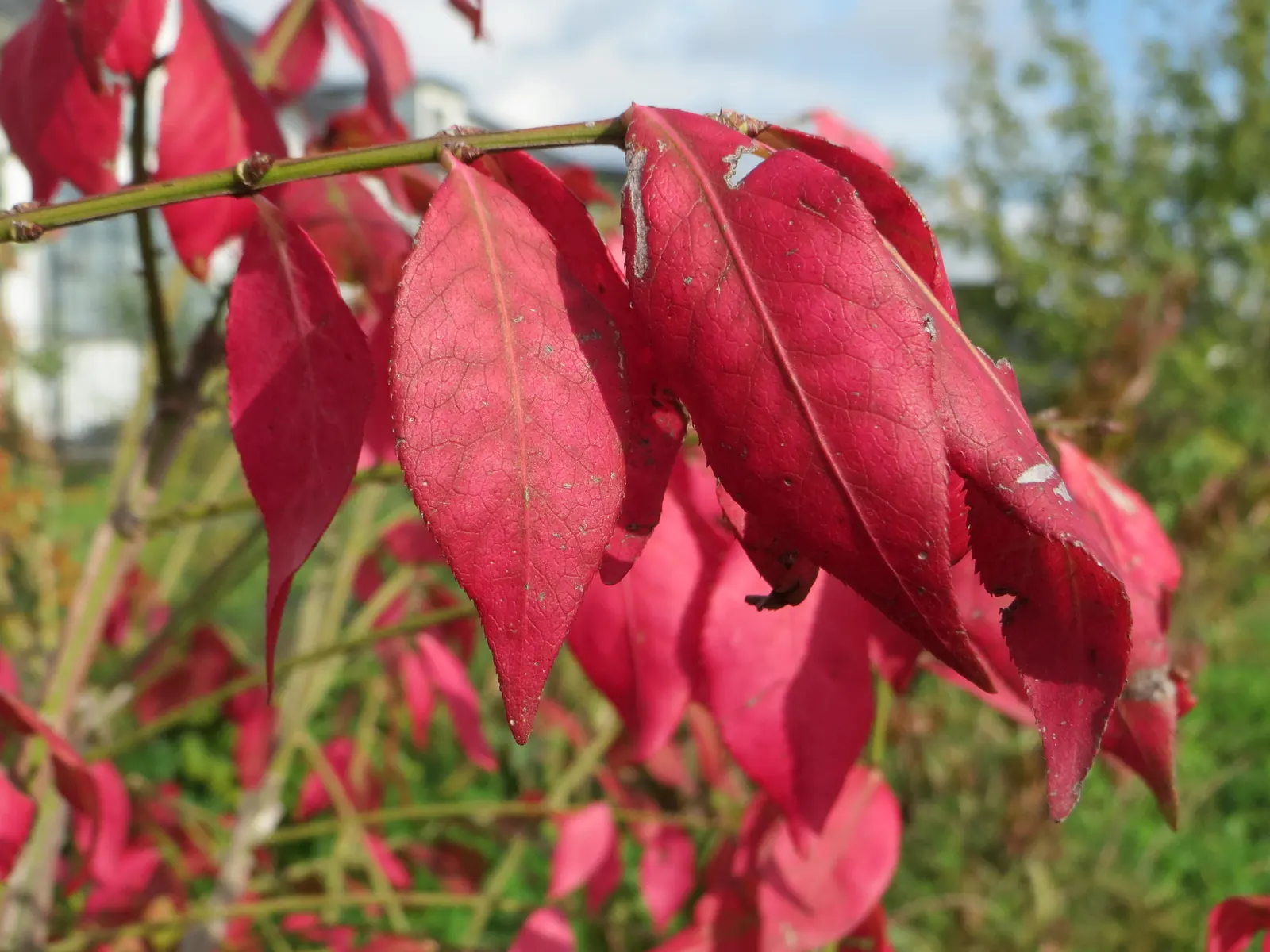 Winged Euonymus Or Burning Bush (Euonymus Alatus) — Minimal maintenance required; prune to shape and control size; its unique appeal is due to the "winged"