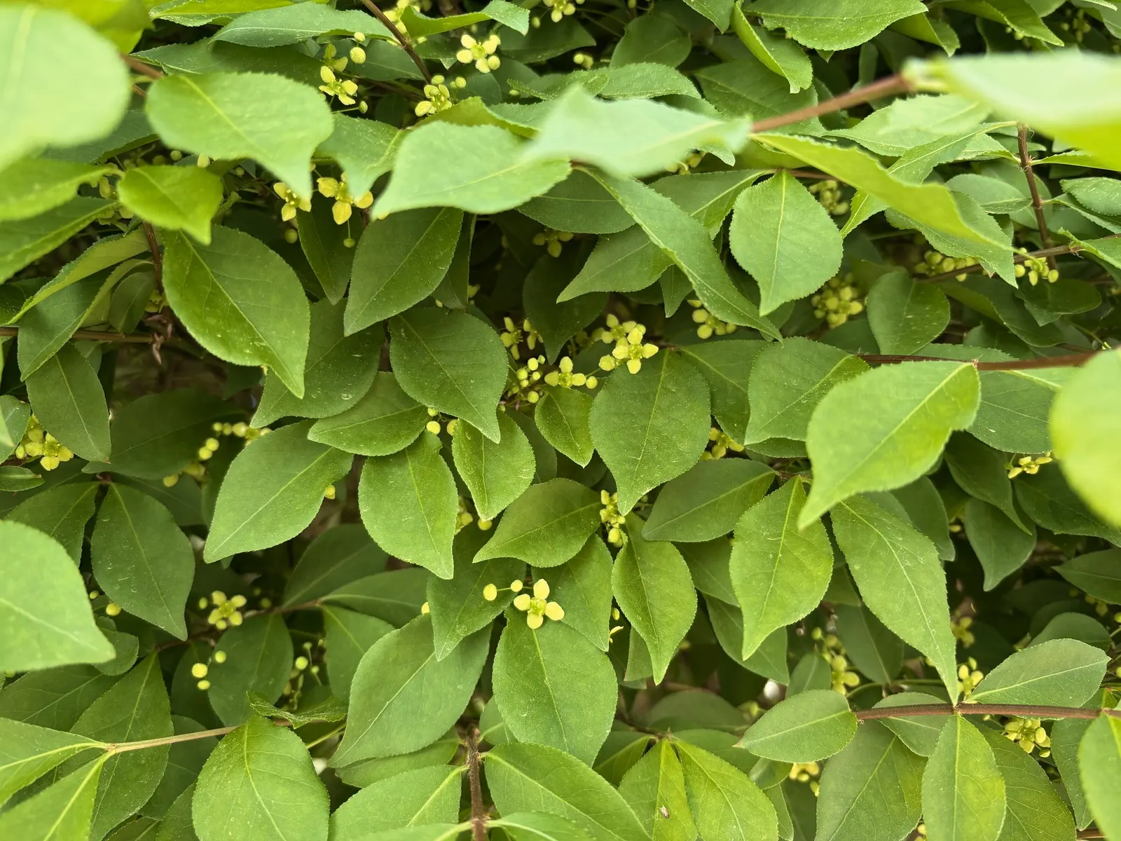 Winged Euonymus Or Burning Bush (Euonymus Alatus) — shrub for full or half; requiring responsible management, image 87