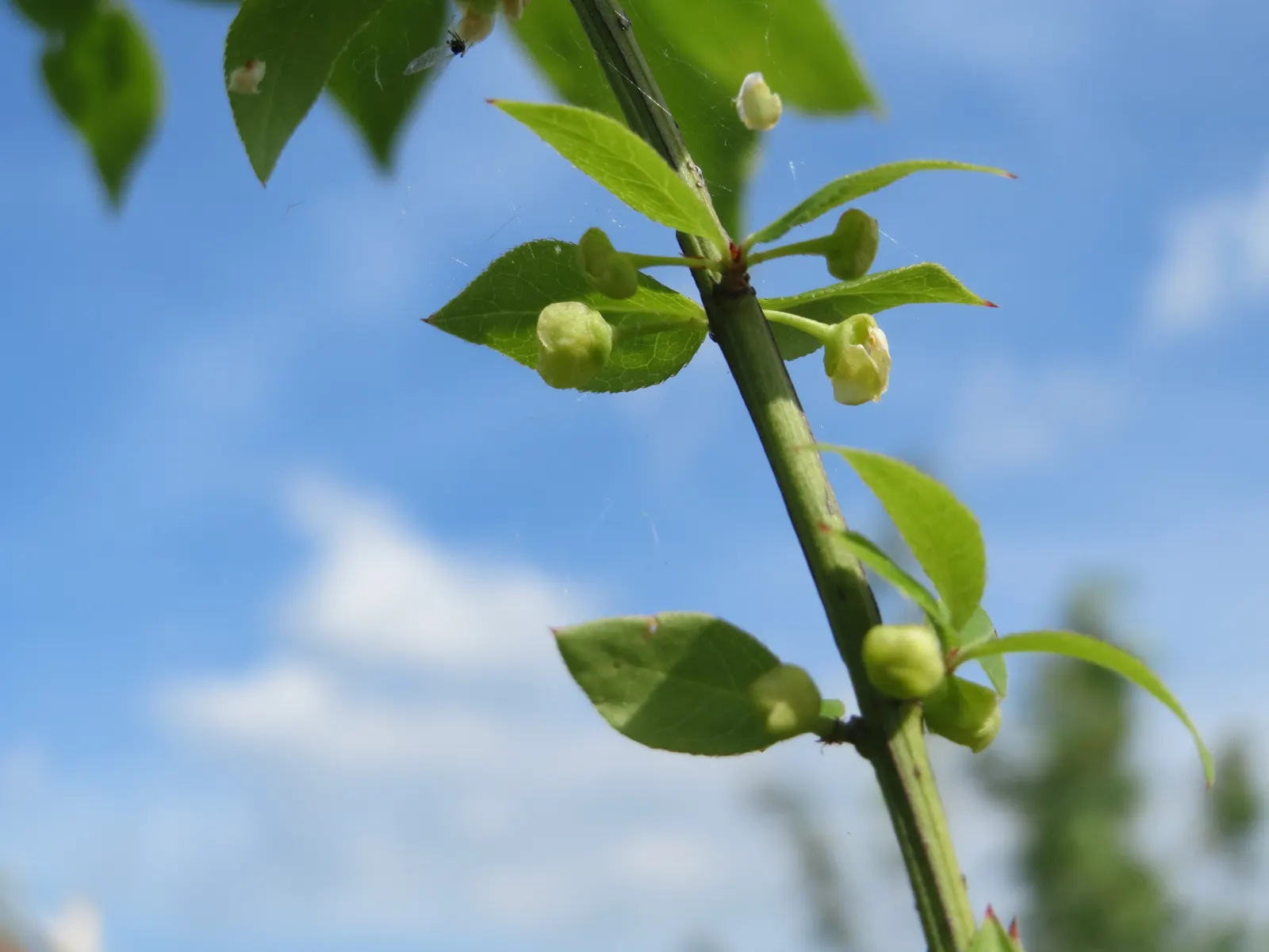 Winged Euonymus Or Burning Bush (Euonymus Alatus) — care must be taken to not prune it heavily; forming a dense and rounded silhouette.<br><br>When integrating