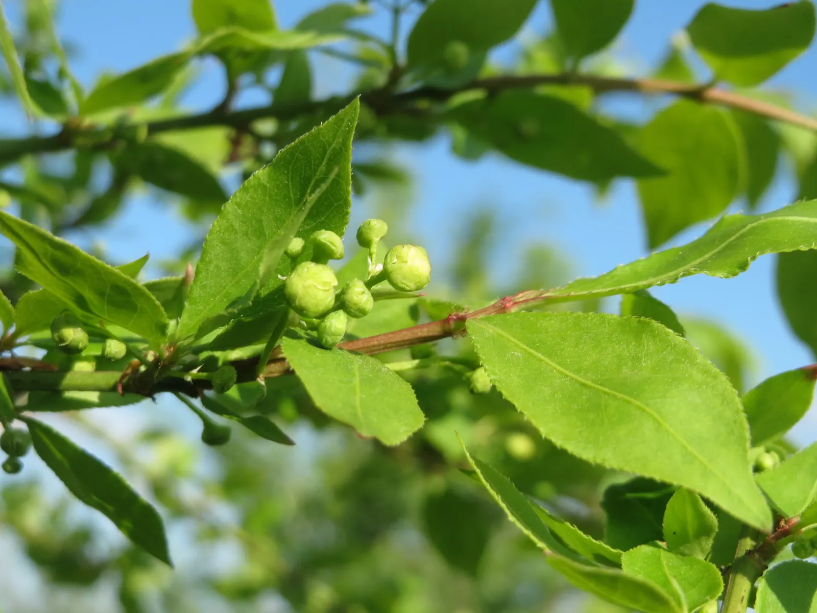 Winged Euonymus Or Burning Bush (Euonymus Alatus) — is a deciduous shrub renowned for its fiery red foliage in the fall; commonly known as Burning, image 67
