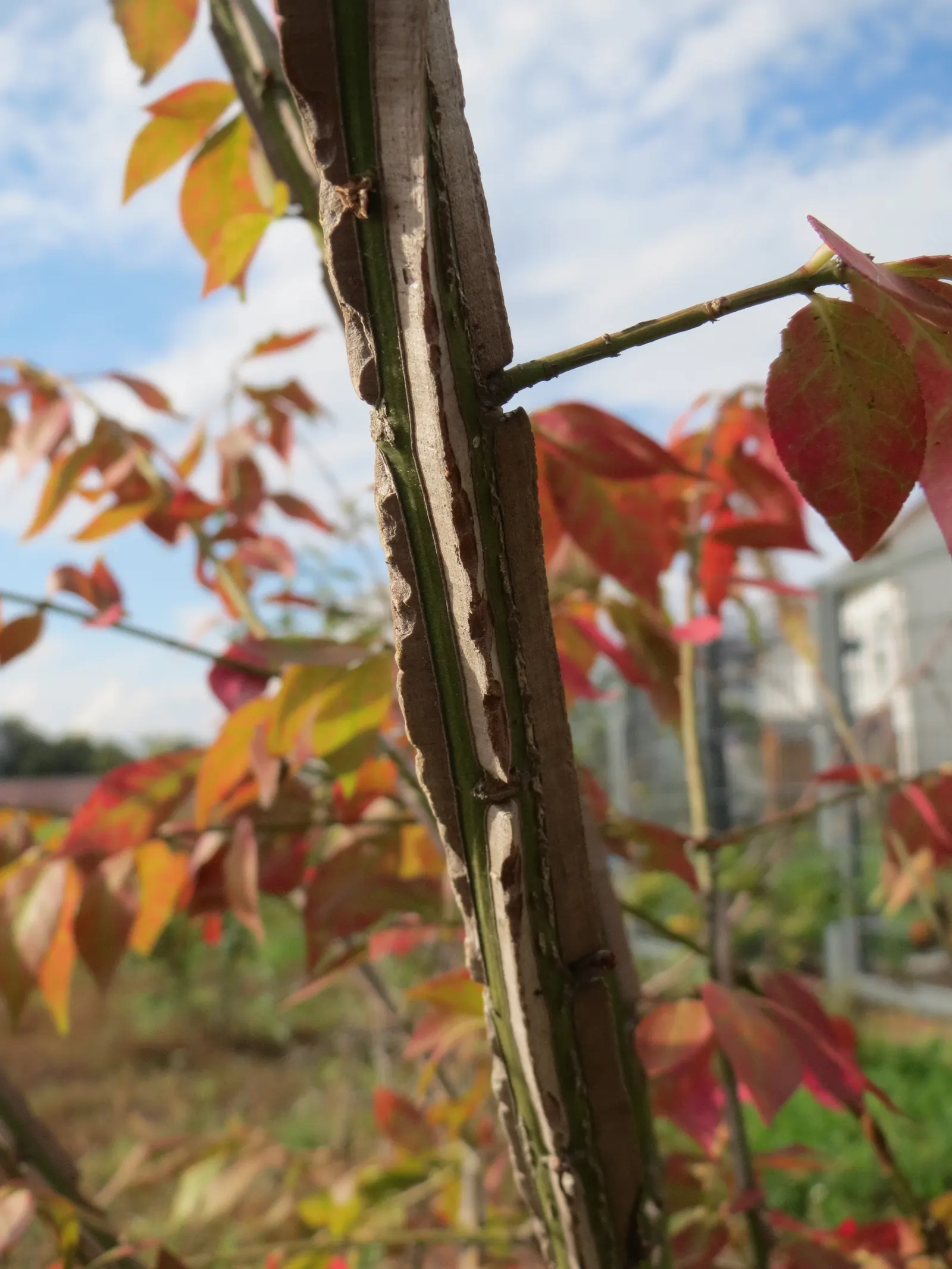 Winged Euonymus Or Burning Bush (Euonymus Alatus) — loamy soils with a slightly acidic to neutral pH; shrub for full or half, image 75