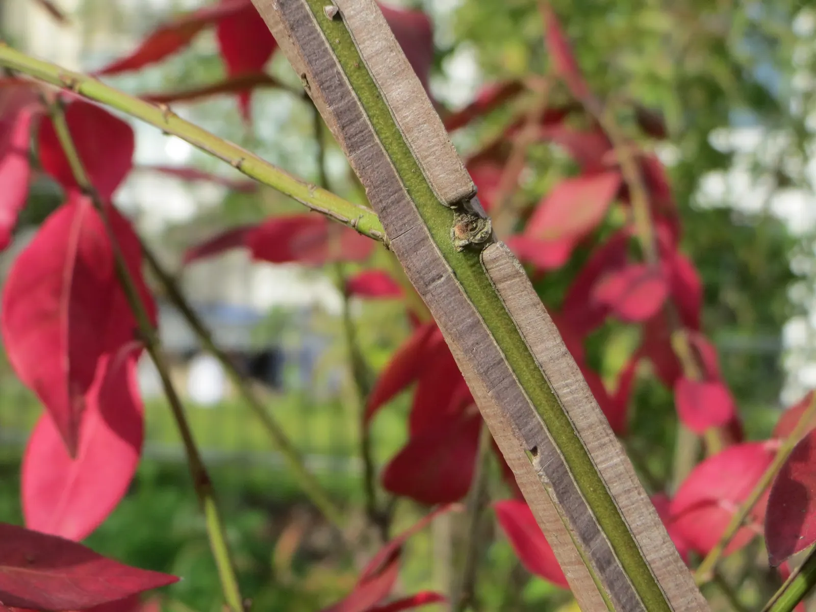 Winged Euonymus Or Burning Bush (Euonymus Alatus) — and clients should be aware that it is regarded as invasive in some regions