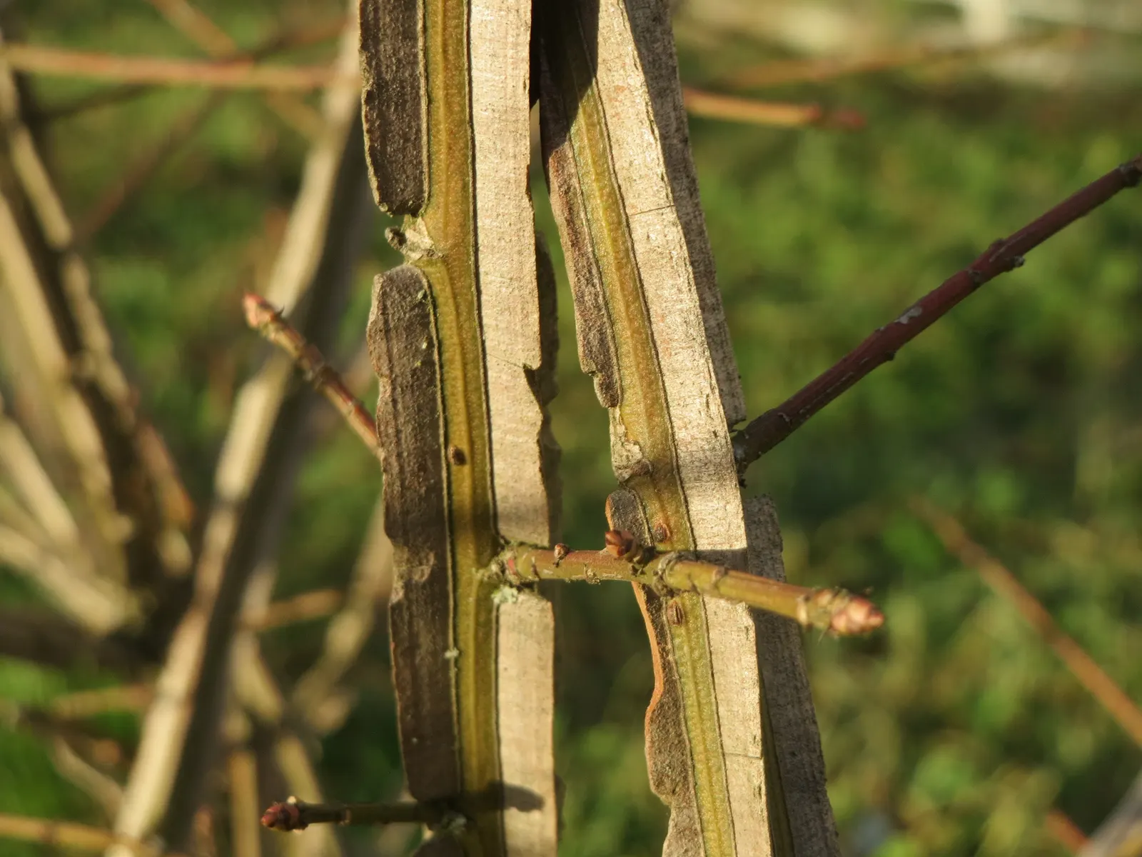 Winged Euonymus Or Burning Bush (Euonymus Alatus) — also revered as the Burning Bush (Euonymus alatus); it\'s important for designers to consider, image 66