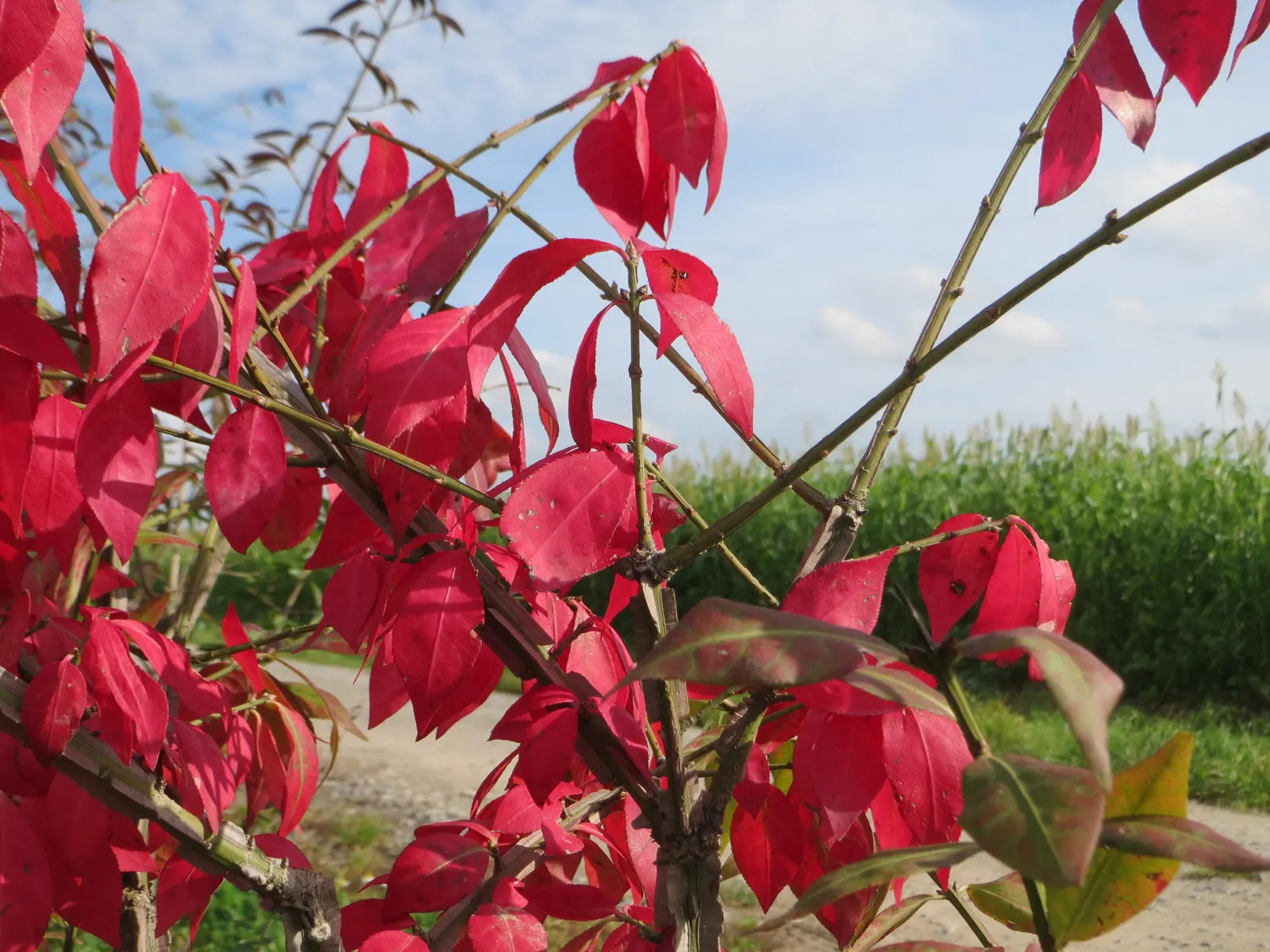 Winged Euonymus Or Burning Bush (Euonymus Alatus) — is renowned for its vivid fiery red foliage in autumn; and while it can be pruned to shape