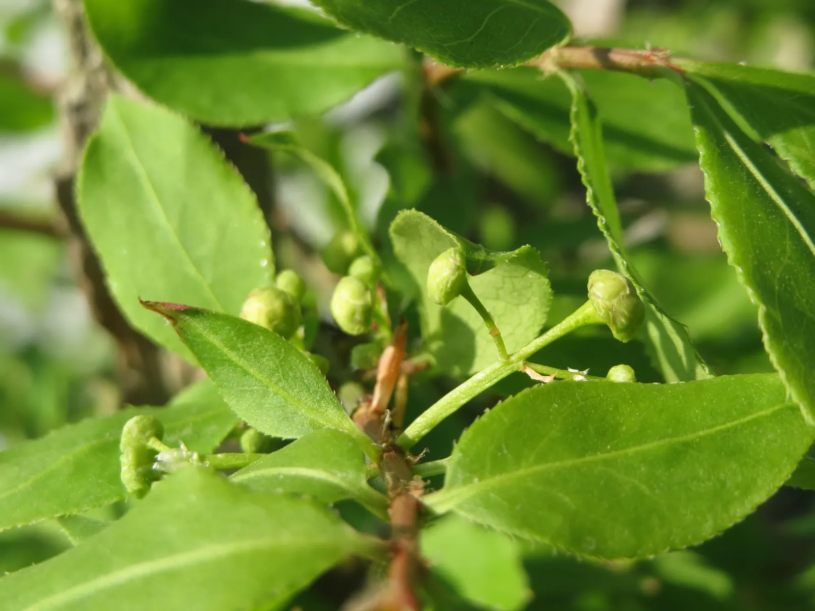 Winged Euonymus Or Burning Bush (Euonymus Alatus) — Typical mature specimens reach heights of 5 to 15 feet and spread equally wide; winged Euonymus (Euonymus