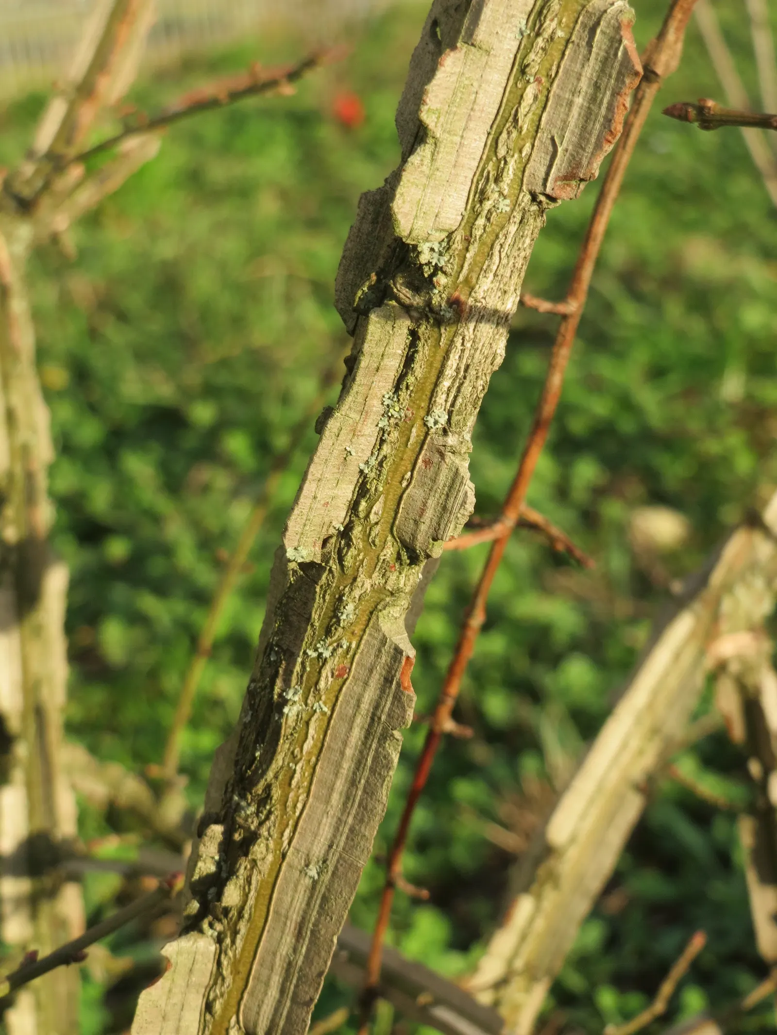 Winged Euonymus Or Burning Bush (Euonymus Alatus) — which feature corky ridges; it adapts to a variety of soil types but thrives in well-drained, image 69