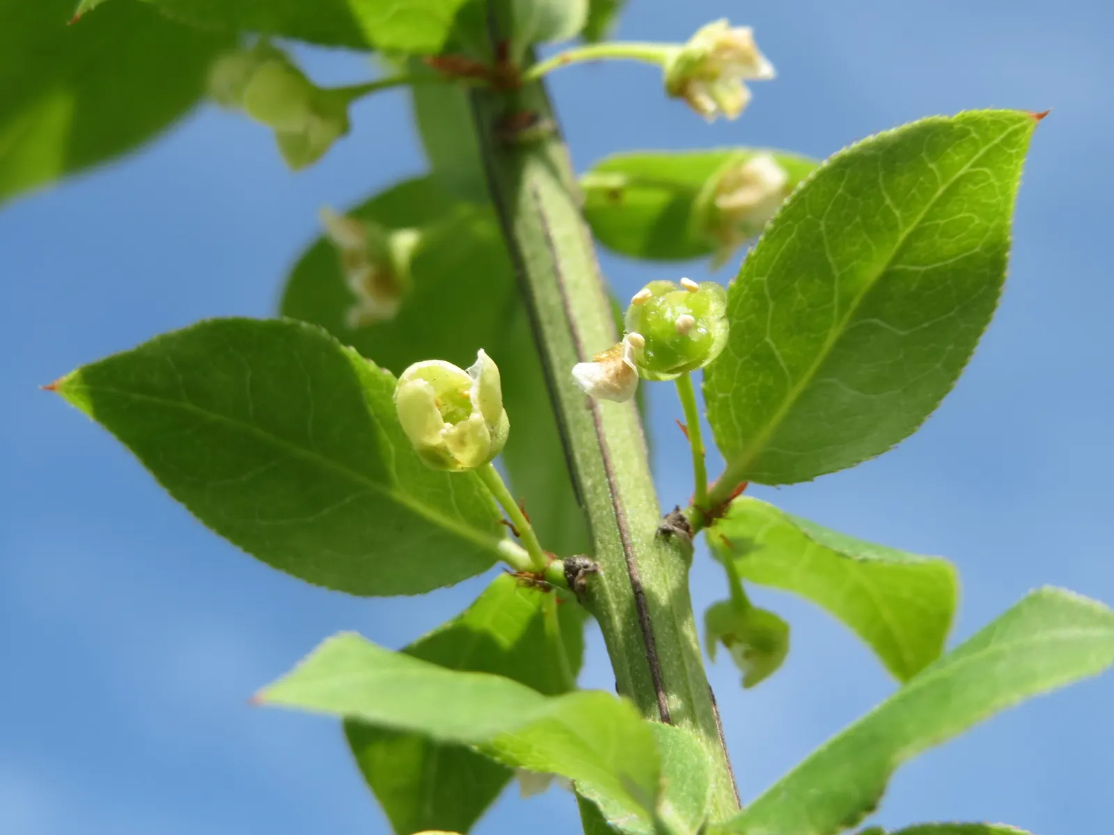 Winged Euonymus Or Burning Bush (Euonymus Alatus) — inconspicuous flowers give way to red fruits that attract birds; typical mature specimens reach heights of