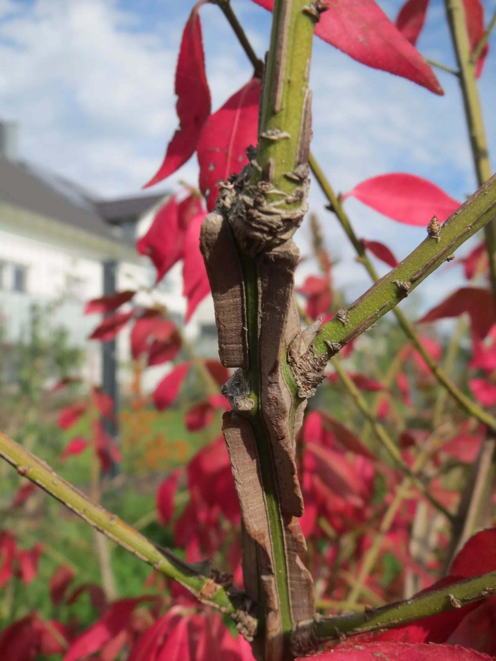Winged Euonymus Or Burning Bush (Euonymus Alatus) — this plant should be afforded full to partial sunlight to encourage the most vibrant leaf color, image 73