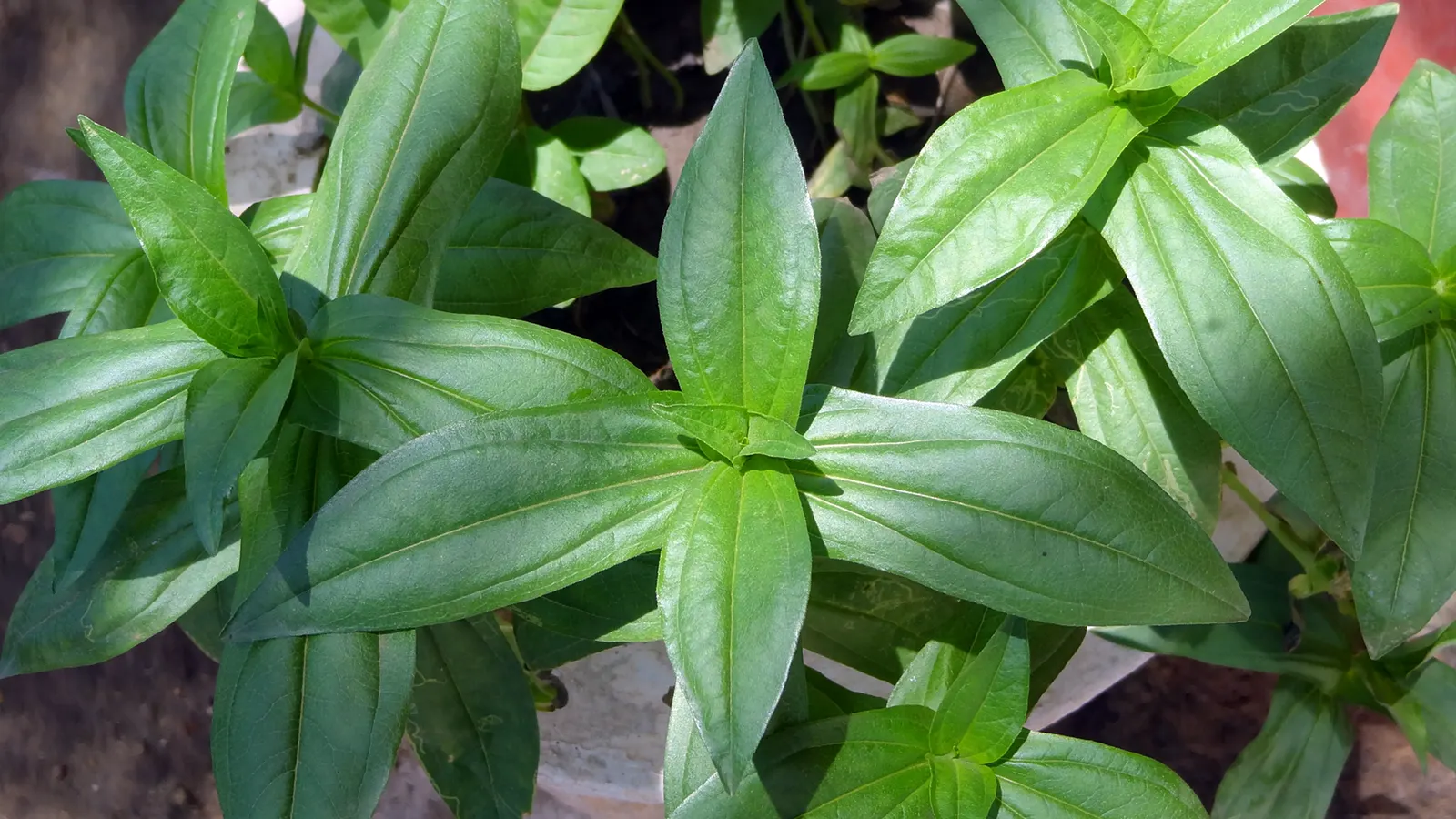 Youth On Age (Tolmiea Menziesii) — forested regions of the Pacific Northwest