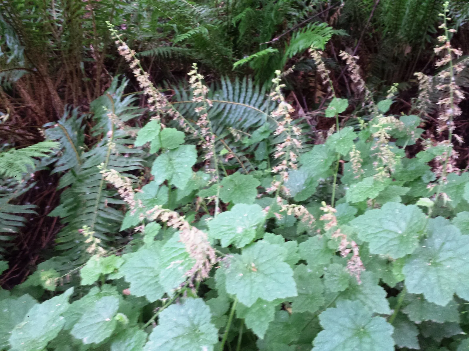 Youth On Age (Tolmiea Menziesii) — When designing your landscape