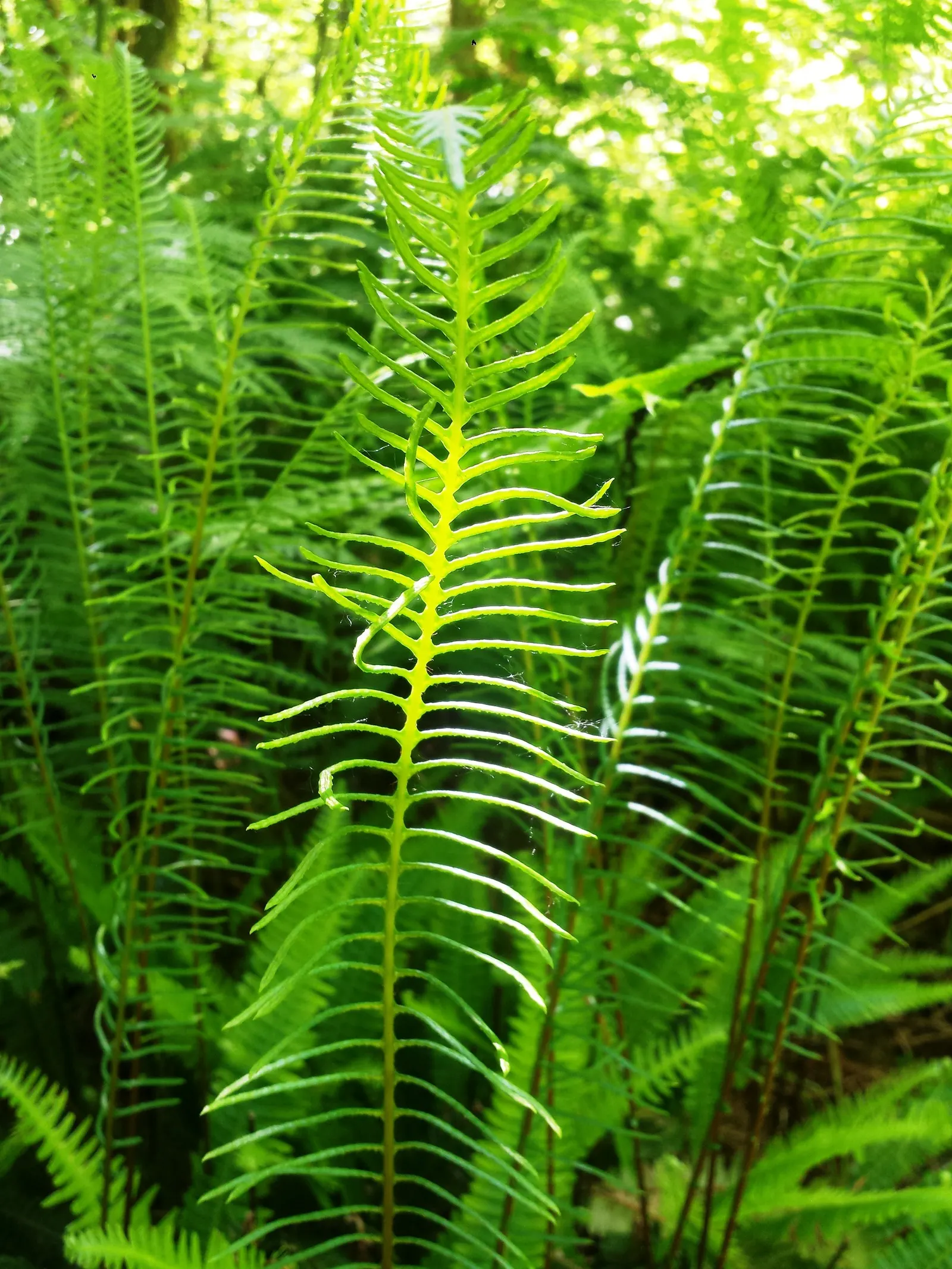 Youth On Age (Tolmiea Menziesii) — presenting inconspicuous brownish-purple flowers that are typically hidden by the foliage