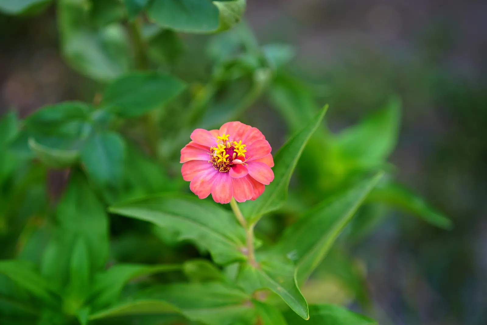 Youth On Age (Tolmiea Menziesii) — is a shade-loving perennial perfect for adding lush texture to woodland gardens