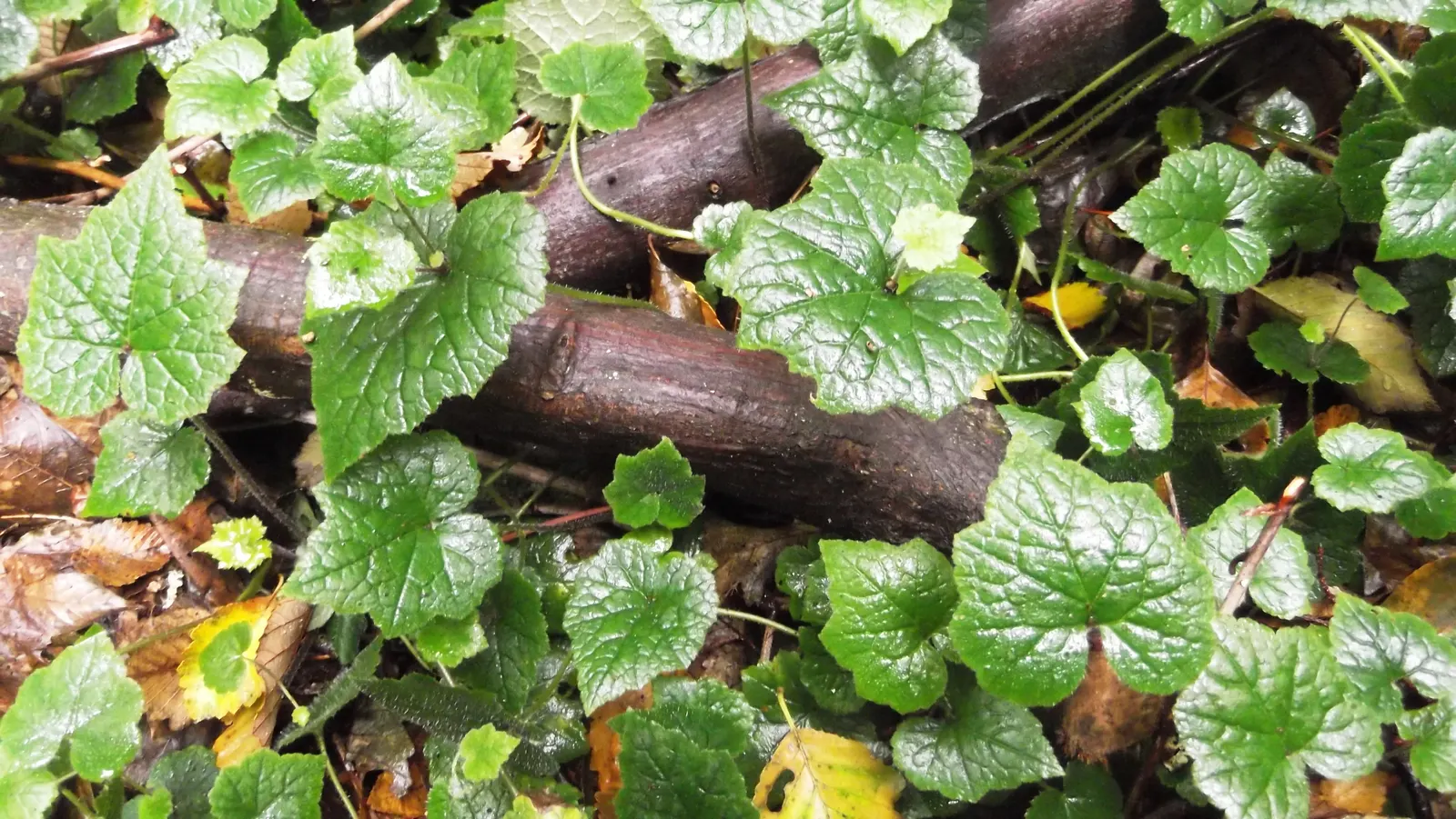 Youth On Age (Tolmiea Menziesii) — The plant is largely low-maintenance