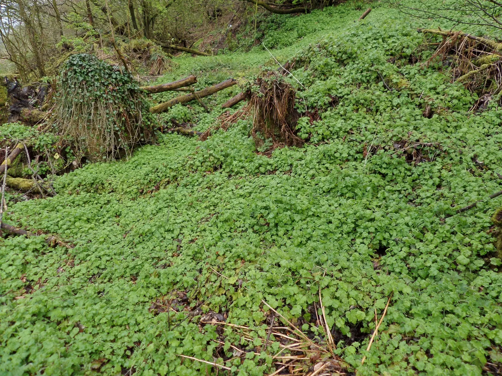 Youth On Age (Tolmiea Menziesii) — It flourishes in moist, well-drained soil and thrives in USDA zones 5 through 9