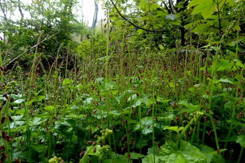 Youth On Age (Tolmiea Menziesii) — and it\'s generally free from serious pests and diseases