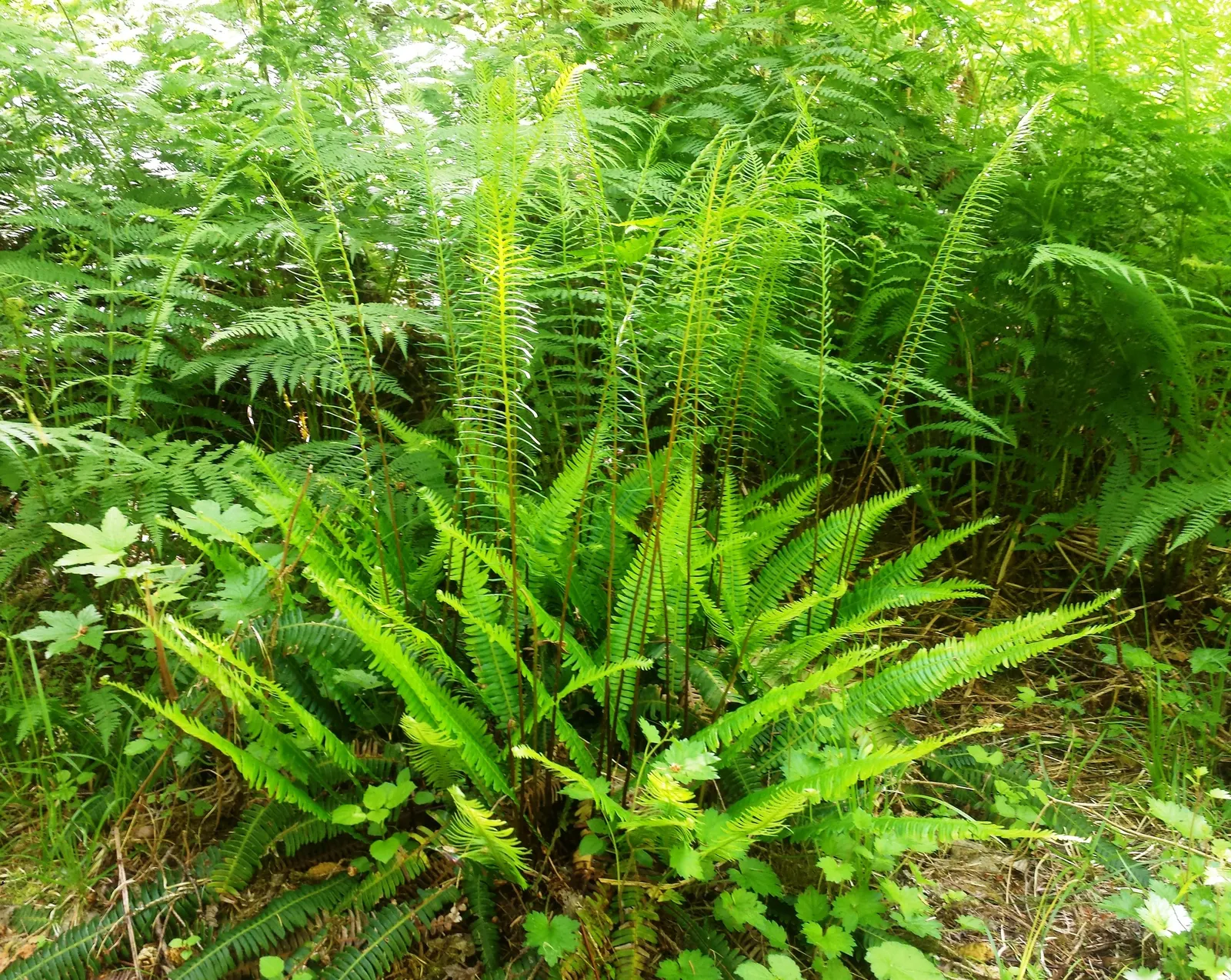 Youth On Age (Tolmiea Menziesii) — ensure consistent moisture without waterlogging and protect from harsh afternoon sun