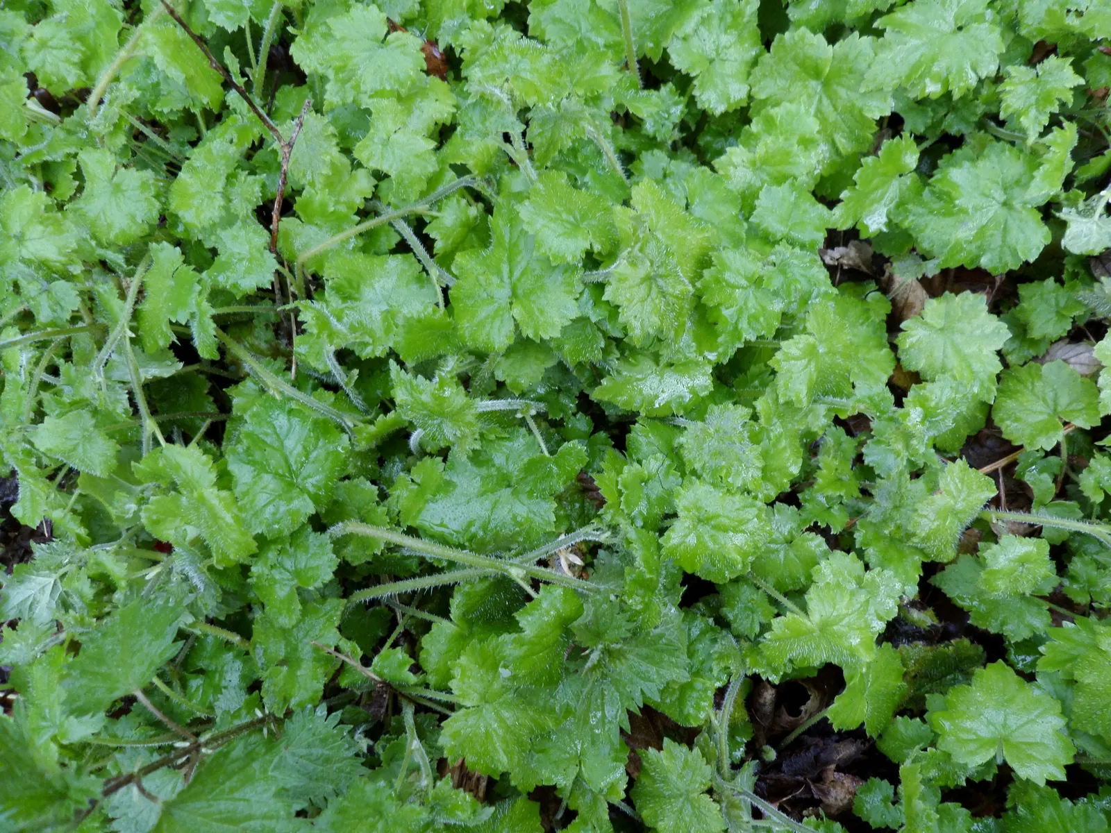 Youth On Age (Tolmiea Menziesii) — commonly known as Youth on Age