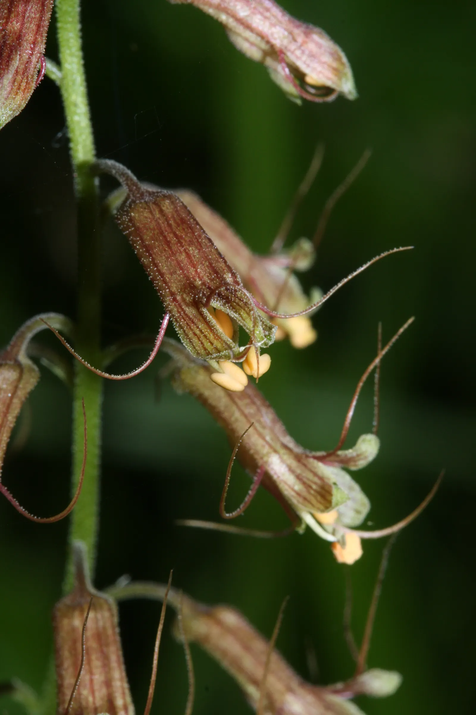 Youth On Age (Tolmiea Menziesii) — This hardy plant thrives in USDA zones 6 through 9, favoring shady areas with well-draining, humus-rich soil