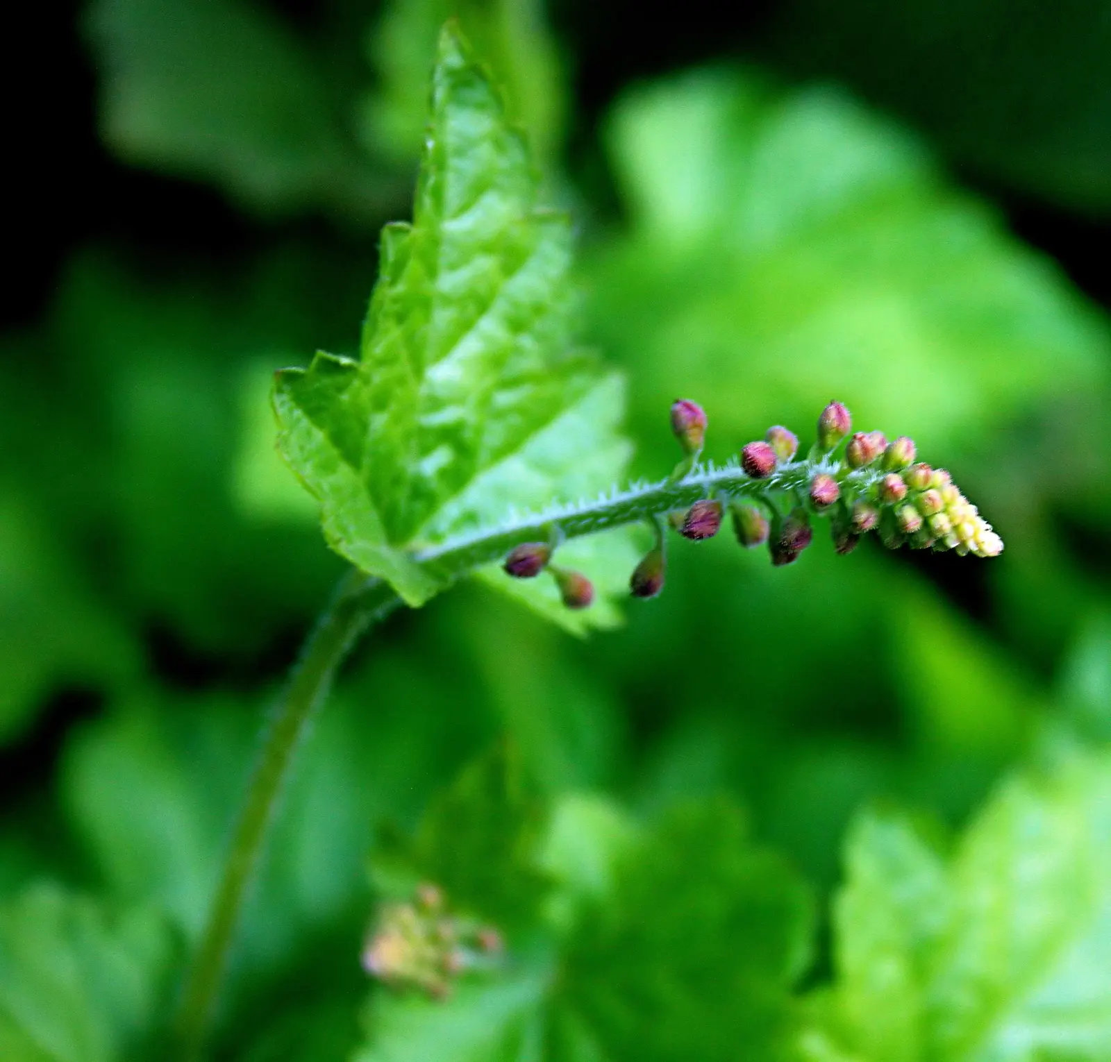 Youth On Age (Tolmiea Menziesii) — known commonly as "Youth on Age" or "Piggyback Plant," is a captivating perennial native to the moist