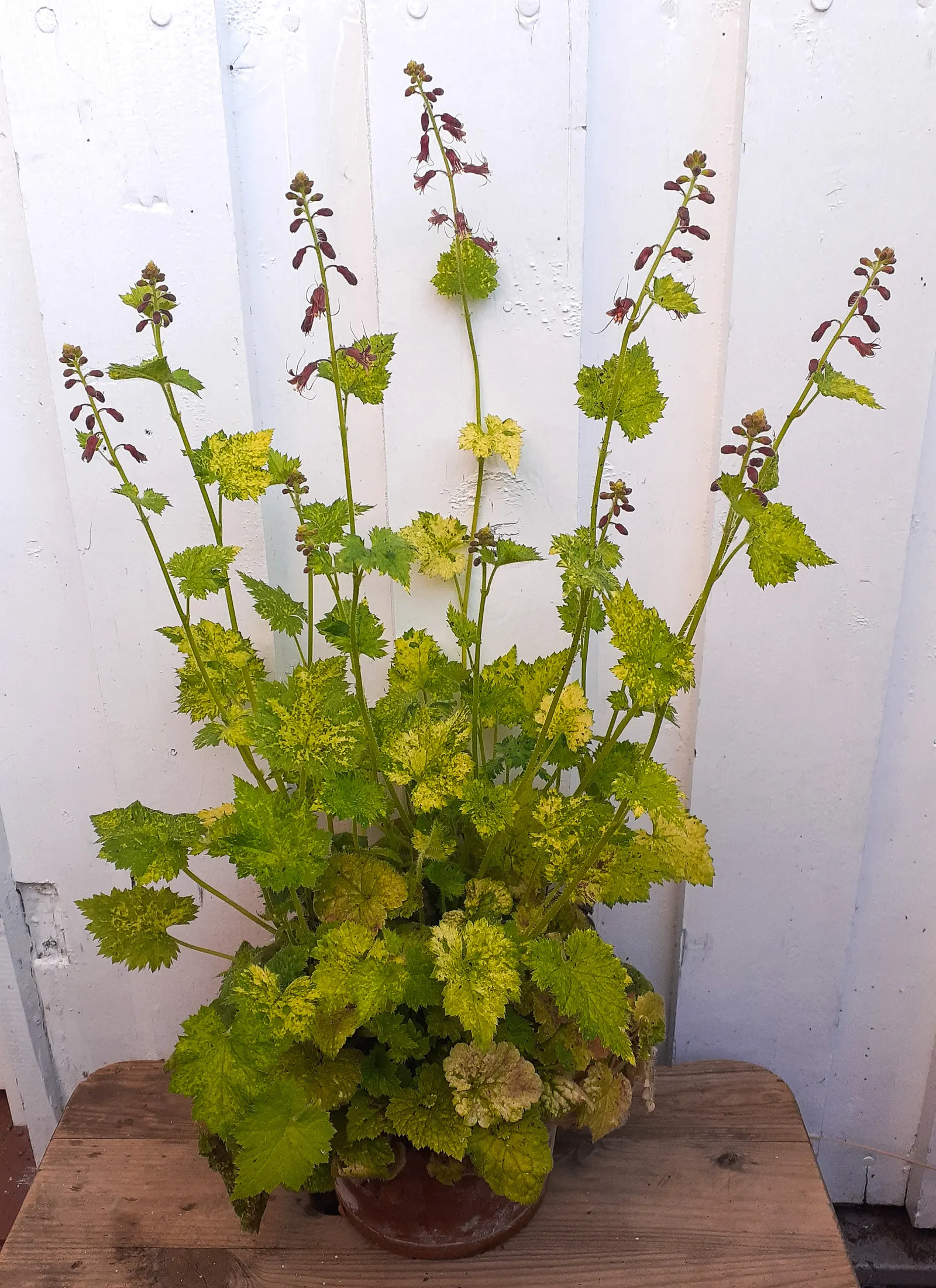 Youth On Age (Tolmiea Menziesii) — requiring minimal care once established