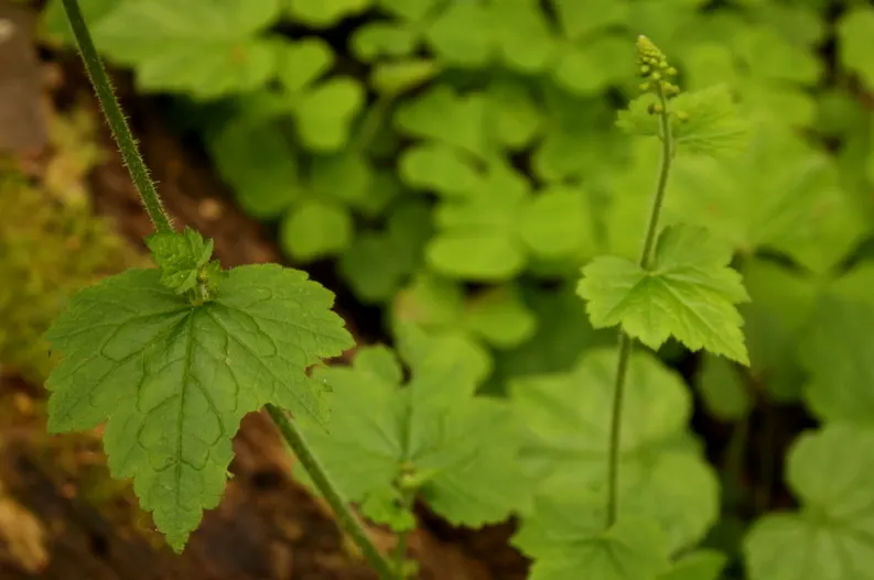 Youth On Age (Tolmiea Menziesii) — For successful maintenance
