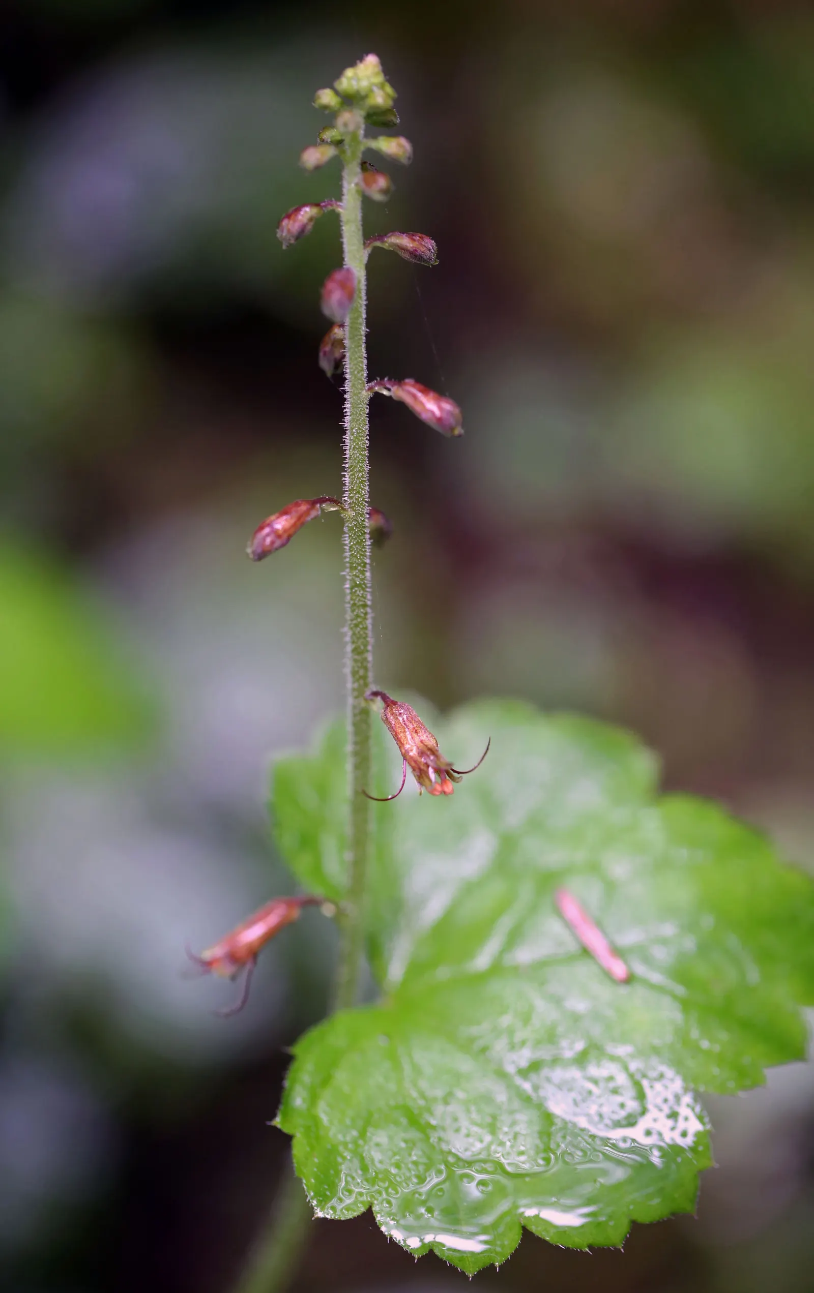 Youth On Age (Tolmiea Menziesii) — which can grow up to 6 inches long and 4 inches wide