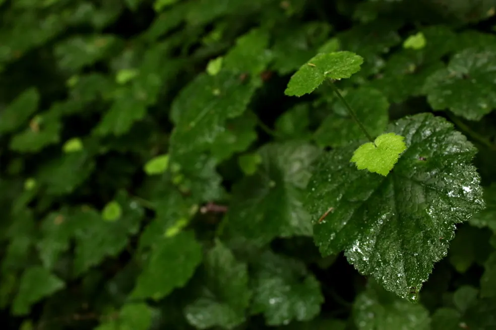 Youth On Age (Tolmiea Menziesii) — ground cover / perennial with white blooms