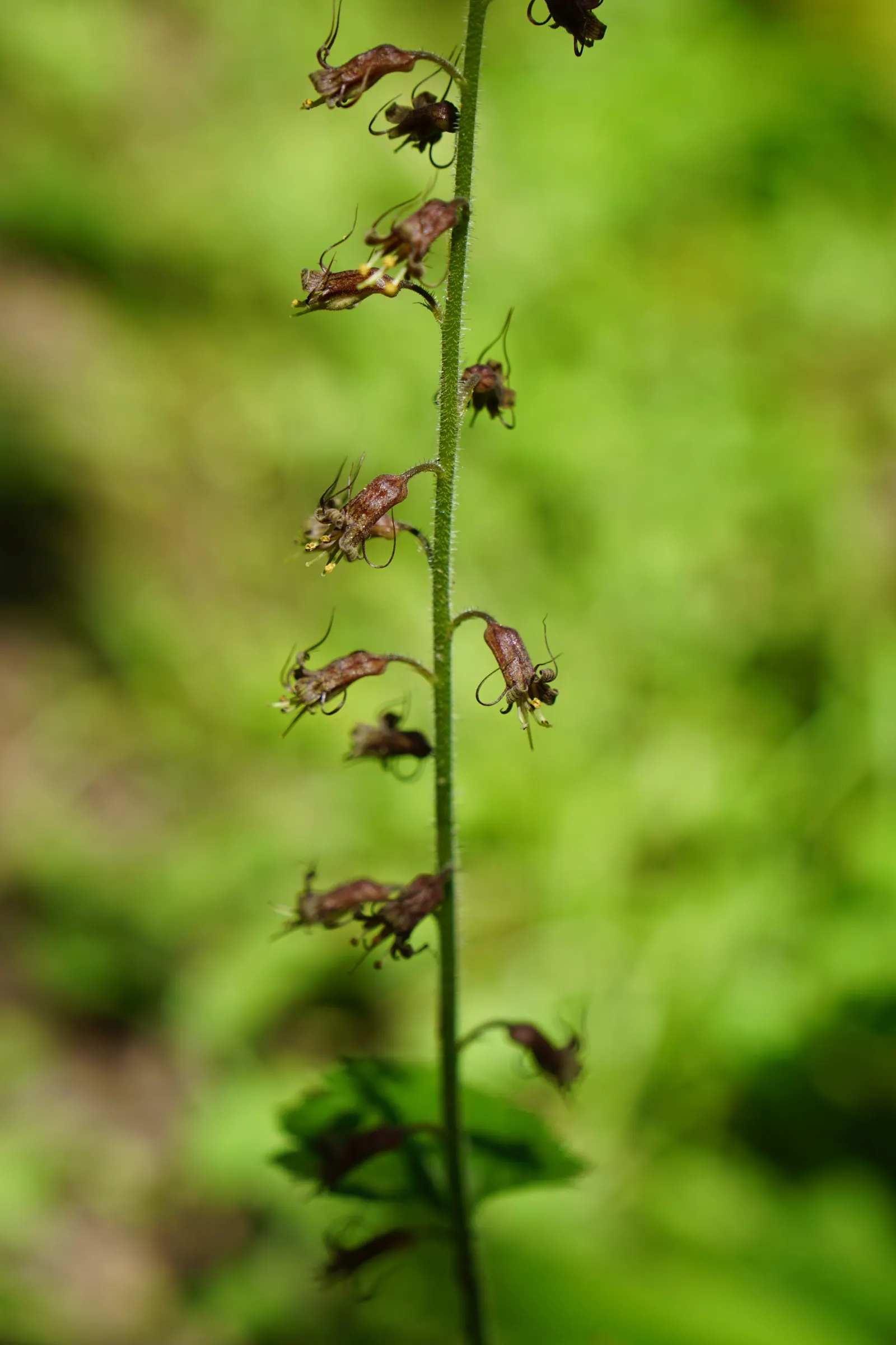 Youth On Age (Tolmiea Menziesii) — white flowers in the garden
