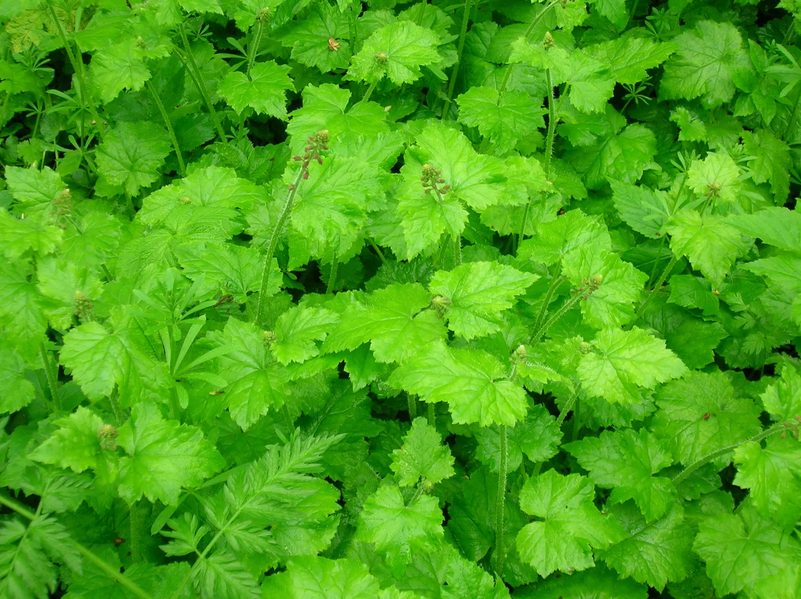 Youth On Age (Tolmiea Menziesii) — it\'s an effortless spreader