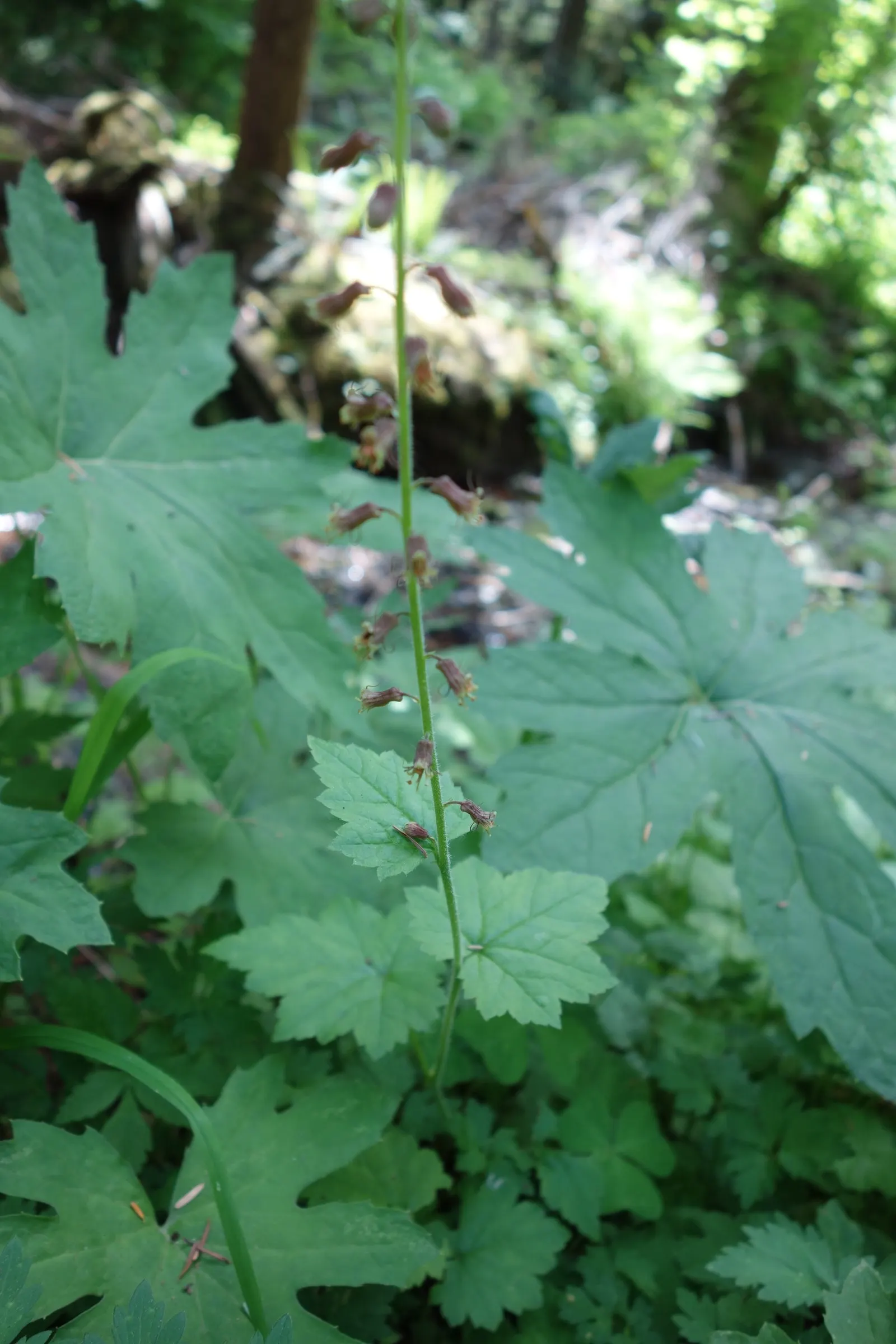 Youth On Age (Tolmiea Menziesii) — Notable for its reproductive "plantlets" that sprout directly from the leaf surface
