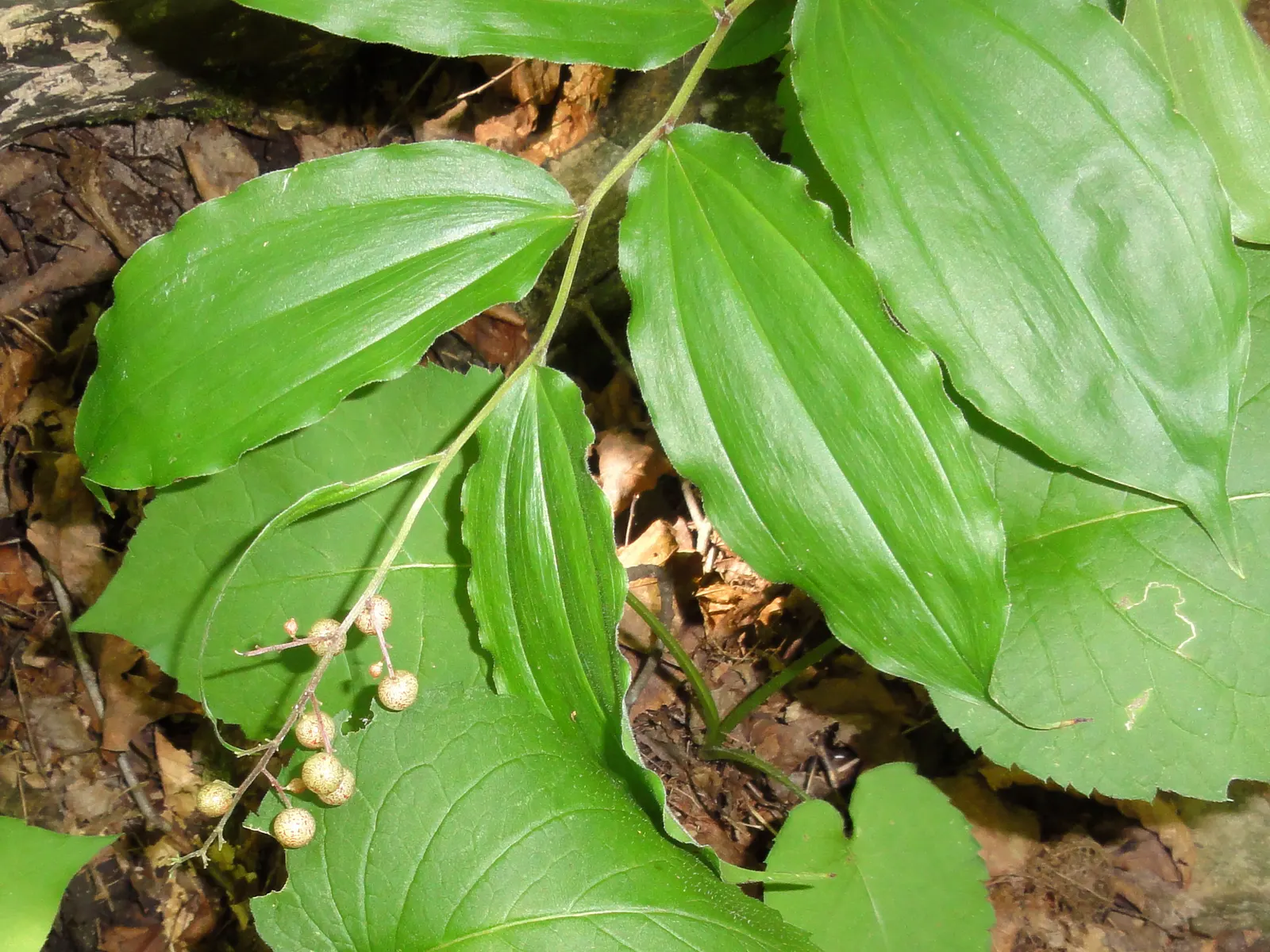 Solomon's Plume (Smilacina Racemosa) — feathery backdrop to other shade-loving perennials; from late spring to early summer, it graces gardens with