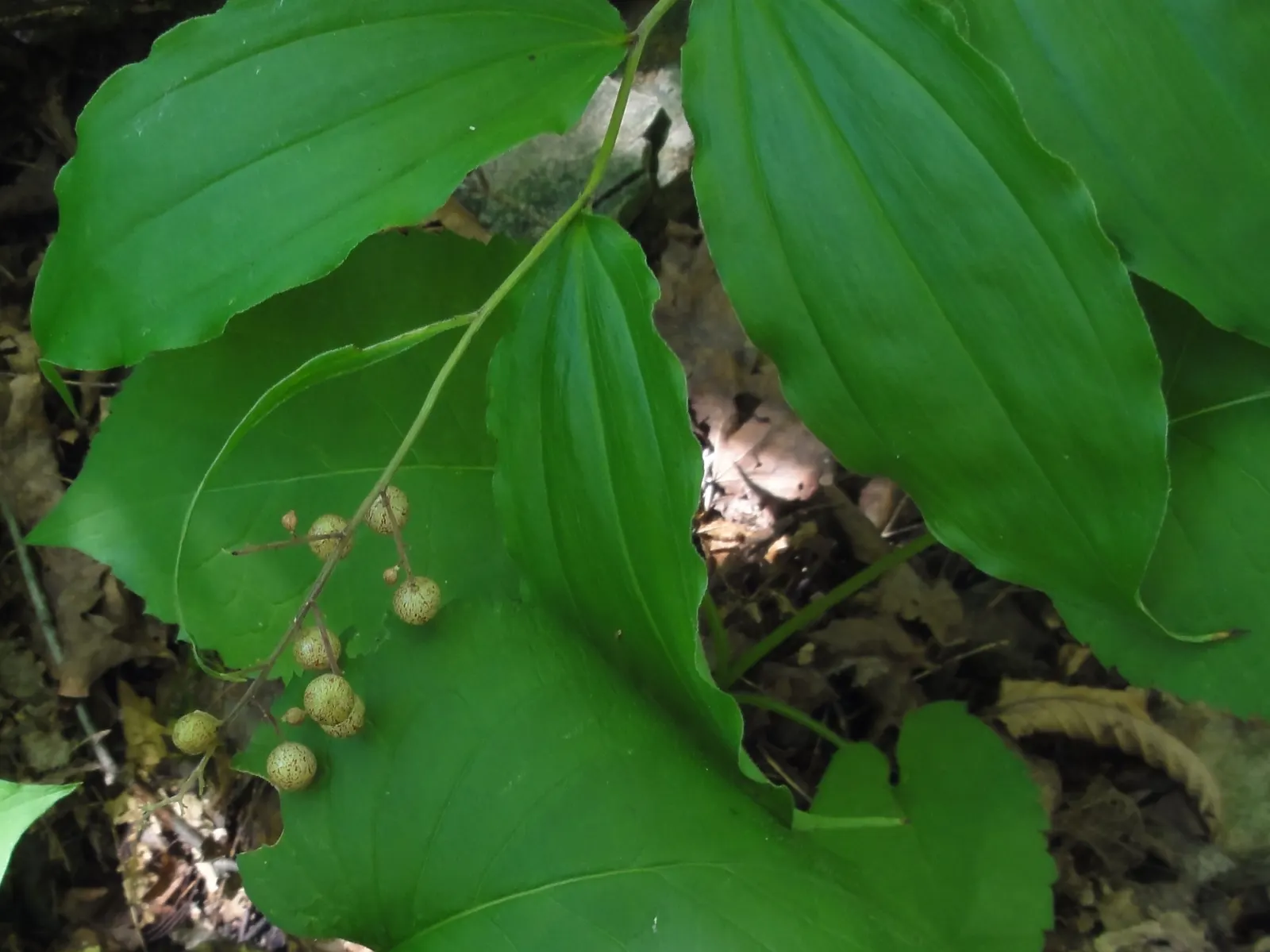 Solomon's Plume (Smilacina Racemosa) — especially when planted en masse for a serene