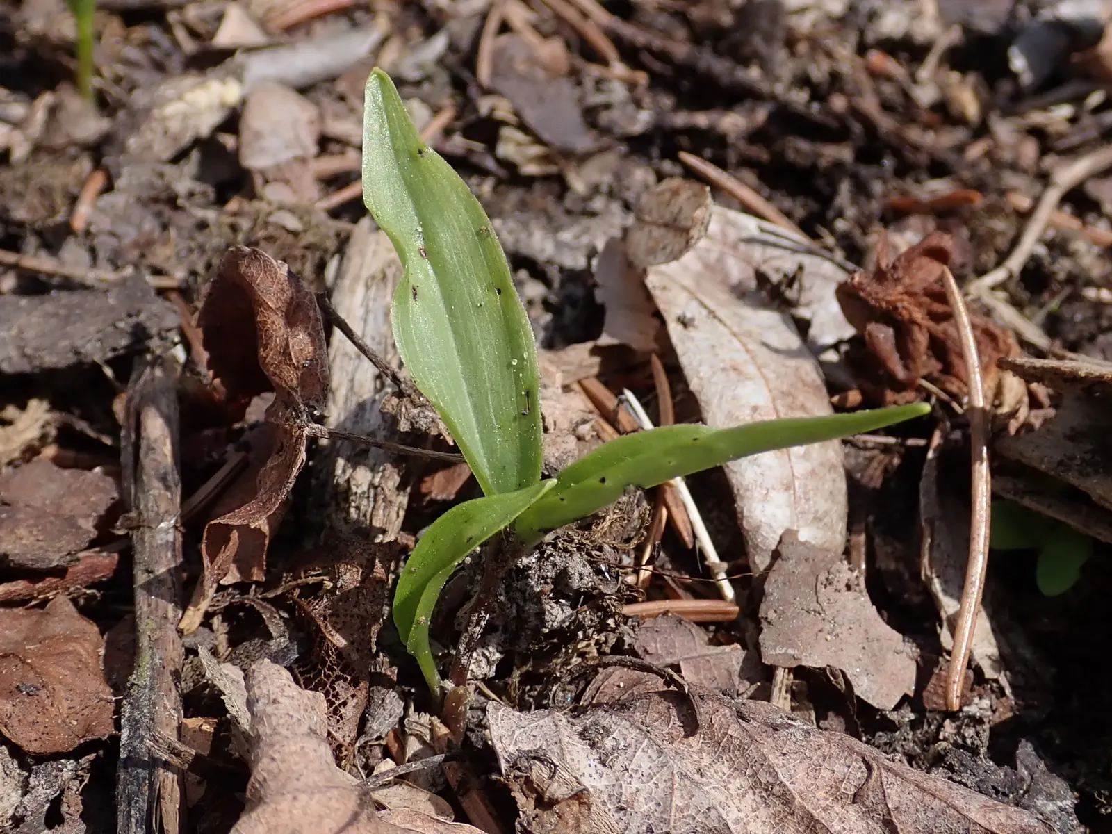 Solomon's Plume (Smilacina Racemosa) — ground cover / perennial with white blooms