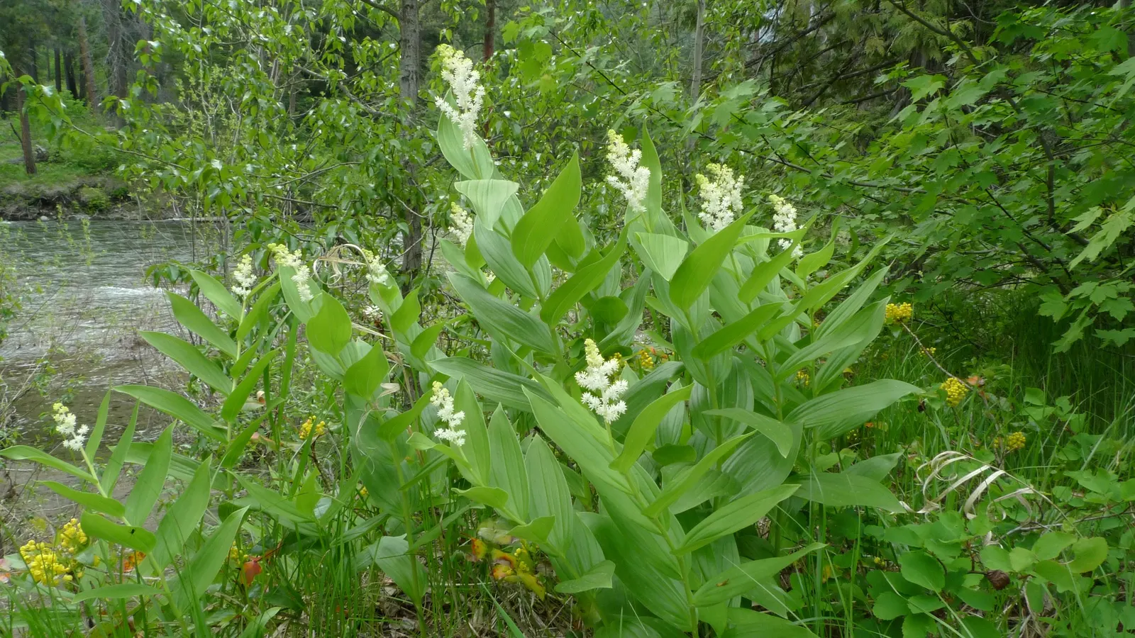 Solomon's Plume (Smilacina Racemosa) — its foliage transforms into a vibrant yellow; regular watering promotes optimal growth, especially during, image 64