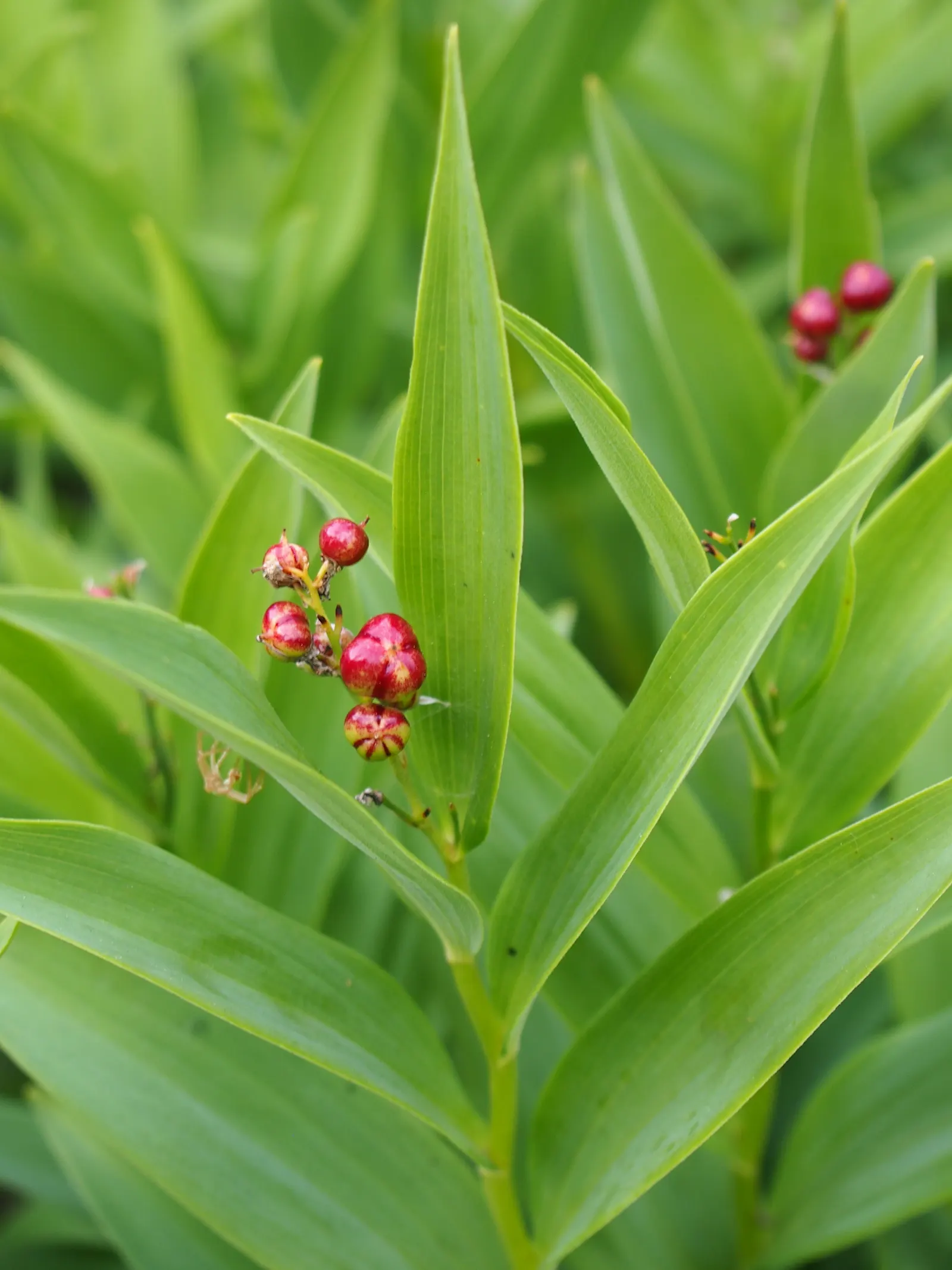 Solomon's Plume (Smilacina Racemosa) — pointed leaves that can reach 3 to 6 inches in length; post-bloom, brilliant red berries adorn the plant, image 108