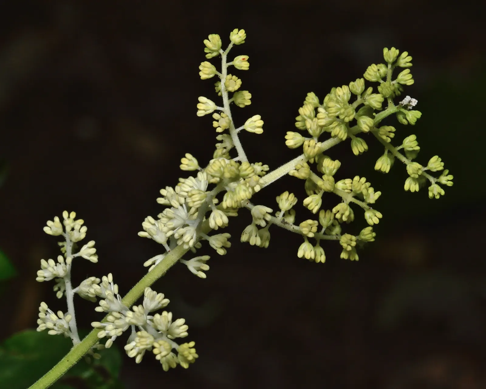 Solomon's Plume (Smilacina Racemosa) — A shade lover, it thrives in moist, well-drained soil, gradually forming lush colonies; these starry blooms, image 77