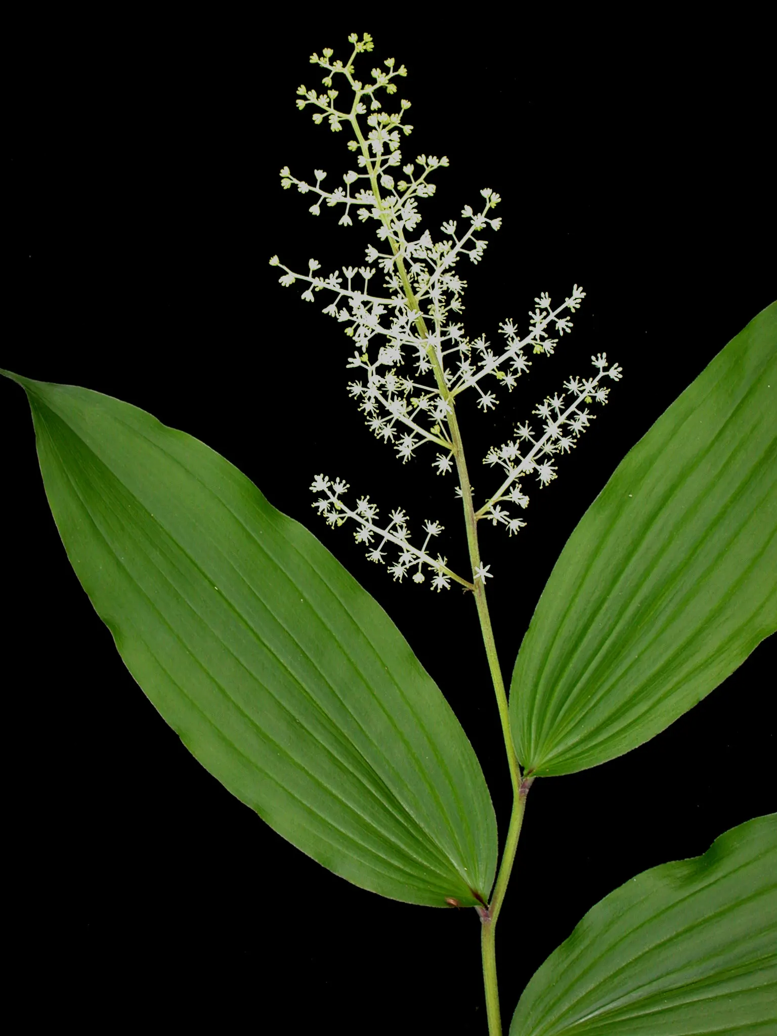 Solomon's Plume (Smilacina Racemosa) — feathery backdrop to other shade-loving perennials; from late spring to early summer, it graces gardens with, image 109