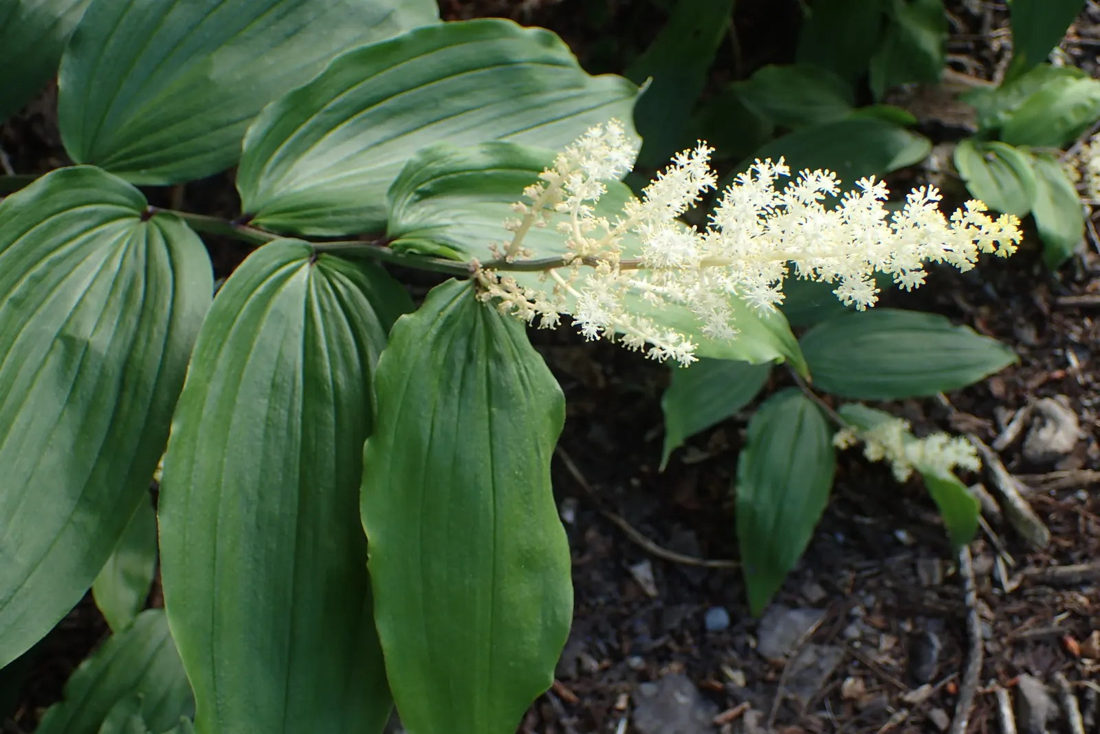 Solomon's Plume (Smilacina Racemosa) — it requires minimal care once established; white flowers in the garden, image 93