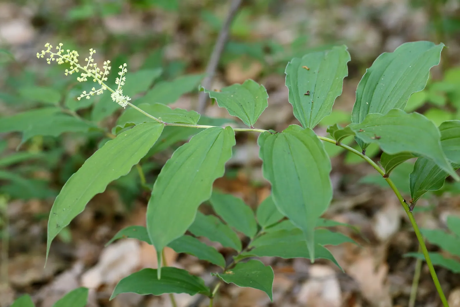 Solomon's Plume (Smilacina Racemosa) — it adds a delicate texture to shaded gardens with minimal maintenance; growing to a mature height of between, image 105