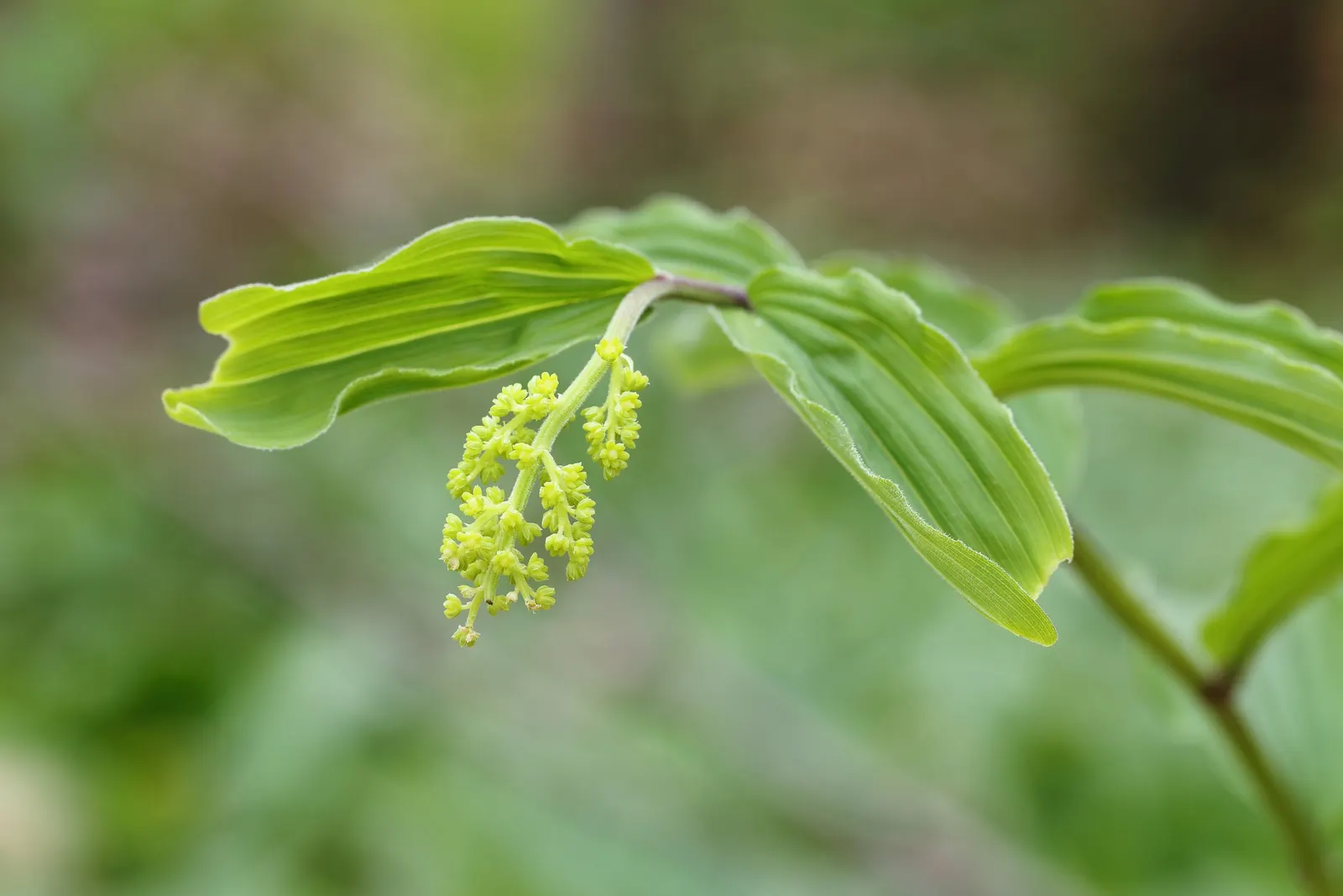 Solomon's Plume (Smilacina Racemosa) — Ideal for woodland settings; ground cover / perennial for full or half or shade, image 79