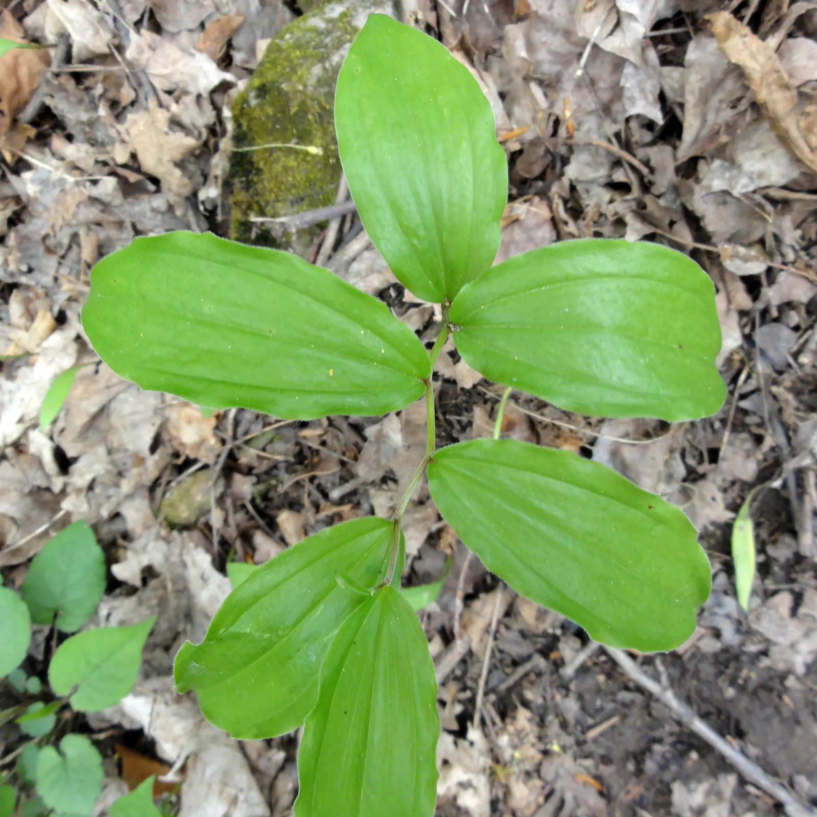 Solomon's Plume (Smilacina Racemosa) — scientifically known as Maianthemum racemosum (previously Smilacina racemosa); its foliage transforms into a vibrant