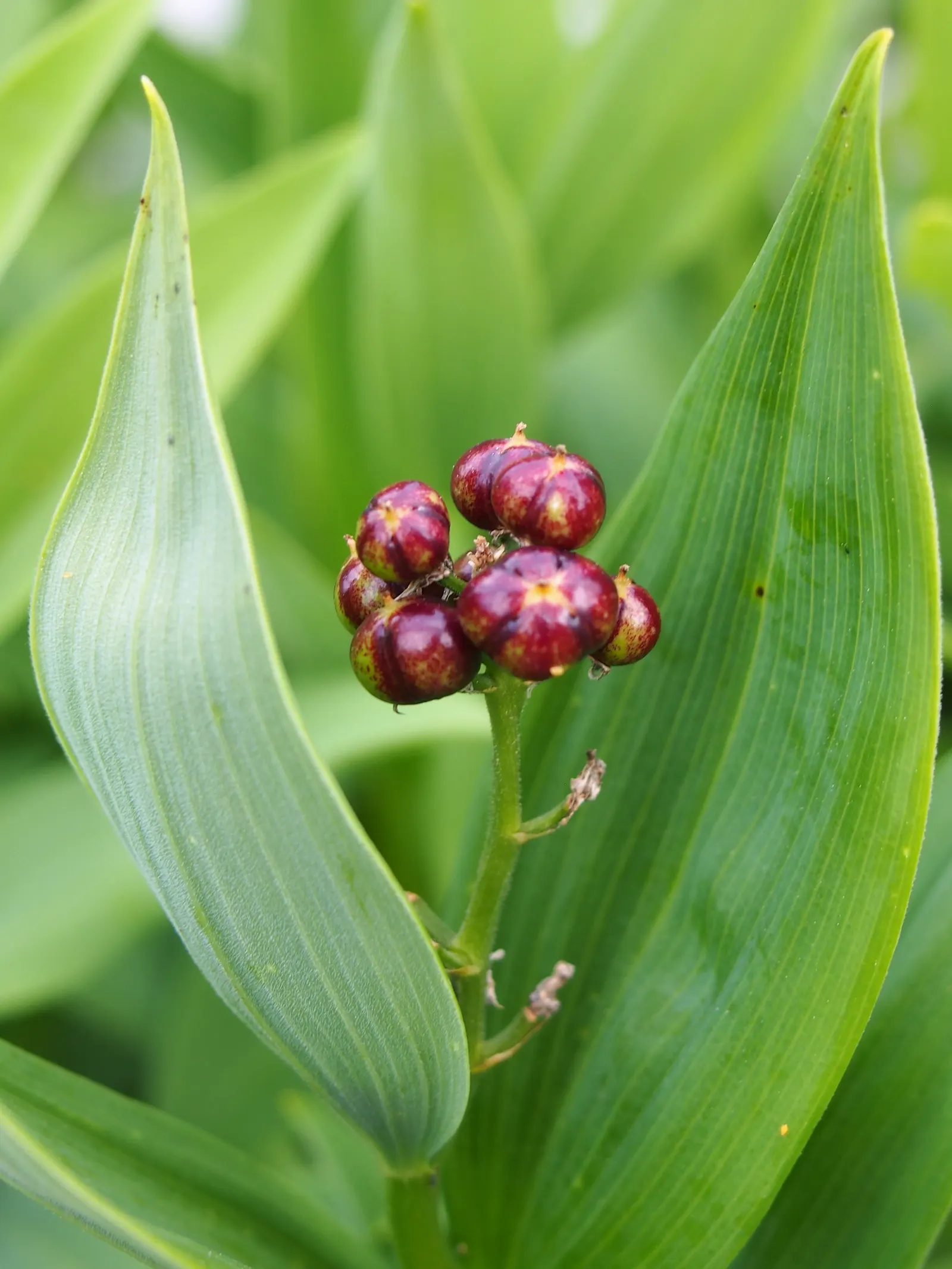 Solomon's Plume (Smilacina Racemosa) — forming feathery plumes of 4 to 6 inches in length that add a light; scientifically known as Maianthemum, image 87