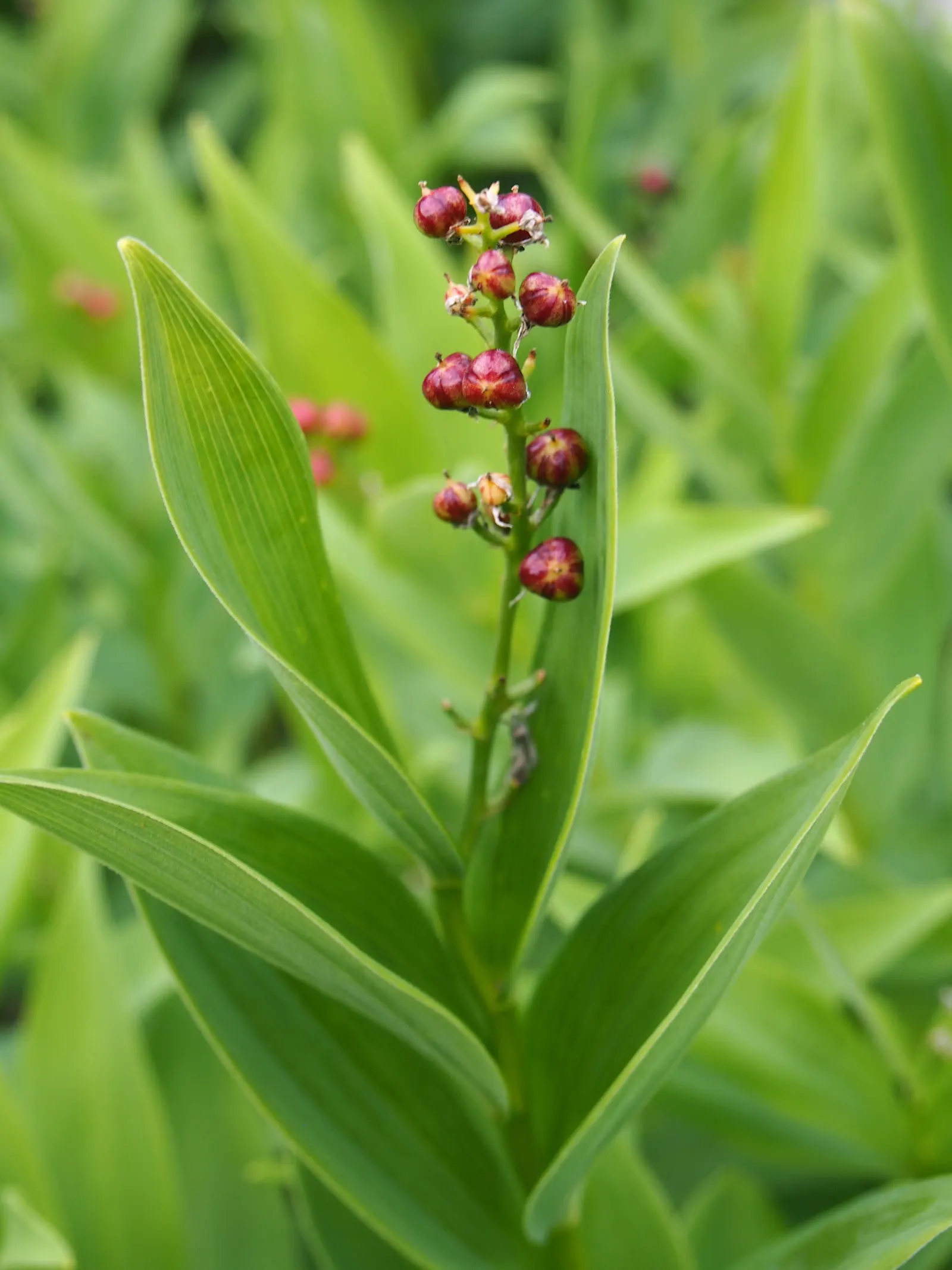 Solomon's Plume (Smilacina Racemosa) — arched stems reaching up to 3 feet with dense racemes of creamy white flowers in late spring; ideal for, image 76