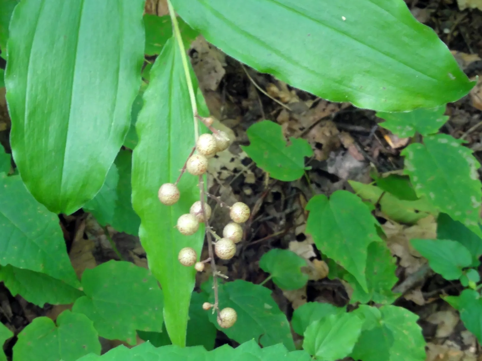 Solomon's Plume (Smilacina Racemosa) — A shade lover, it thrives in moist, well-drained soil, gradually forming lush colonies; these starry blooms, image 102