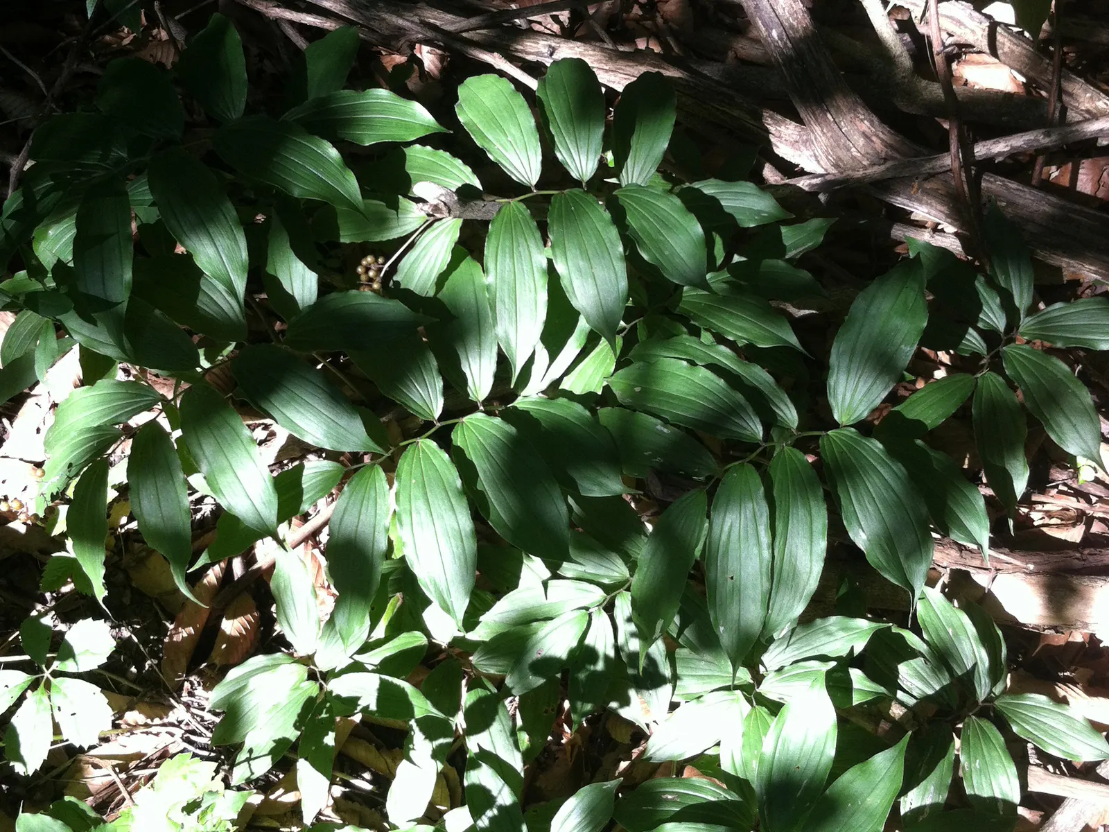 Solomon's Plume (Smilacina Racemosa) — pointed leaves that can reach 3 to 6 inches in length