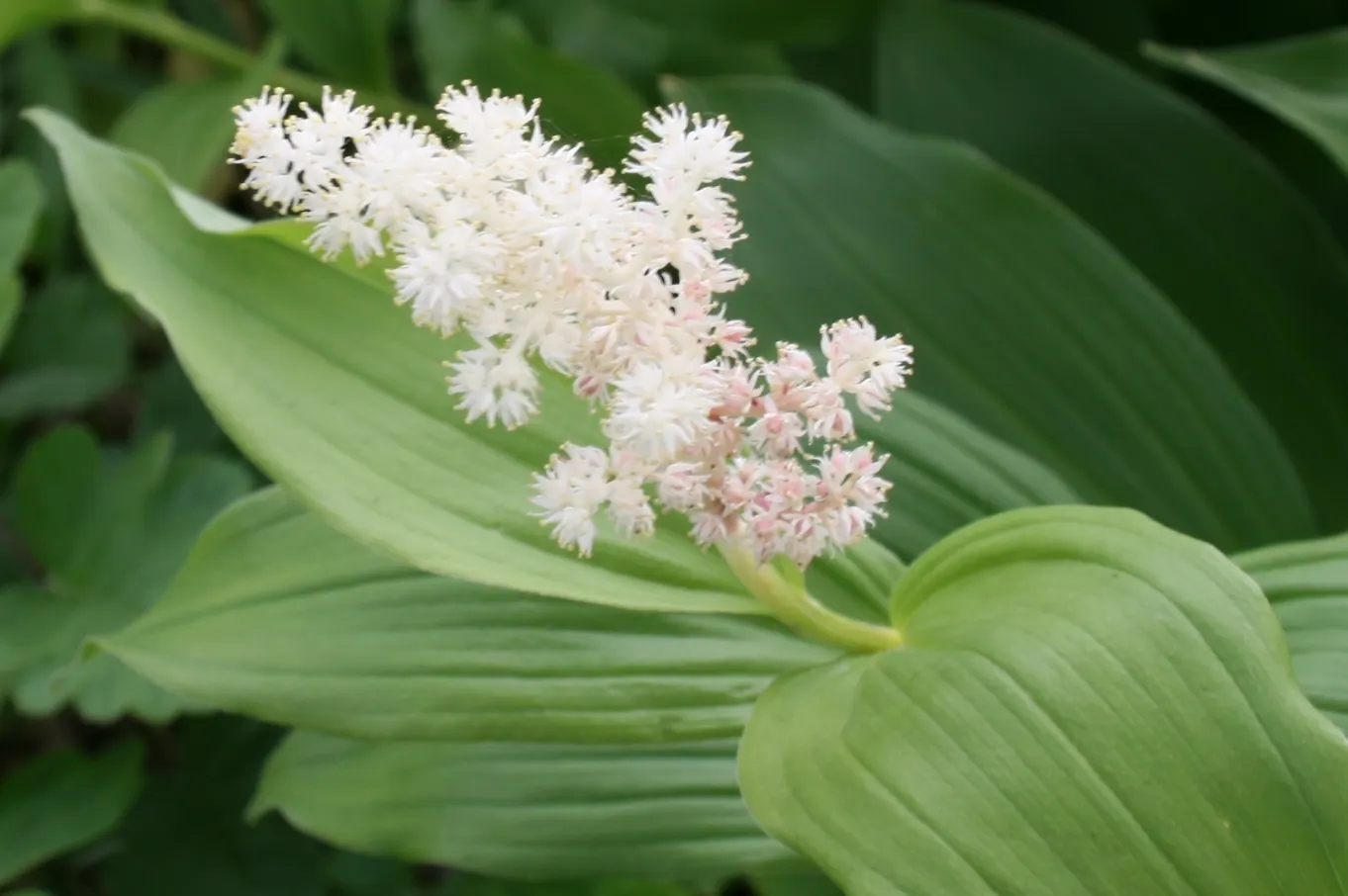 Solomon's Plume (Smilacina Racemosa) — These starry blooms are tightly clustered at the tips of the stems; ground cover / perennial with white blooms