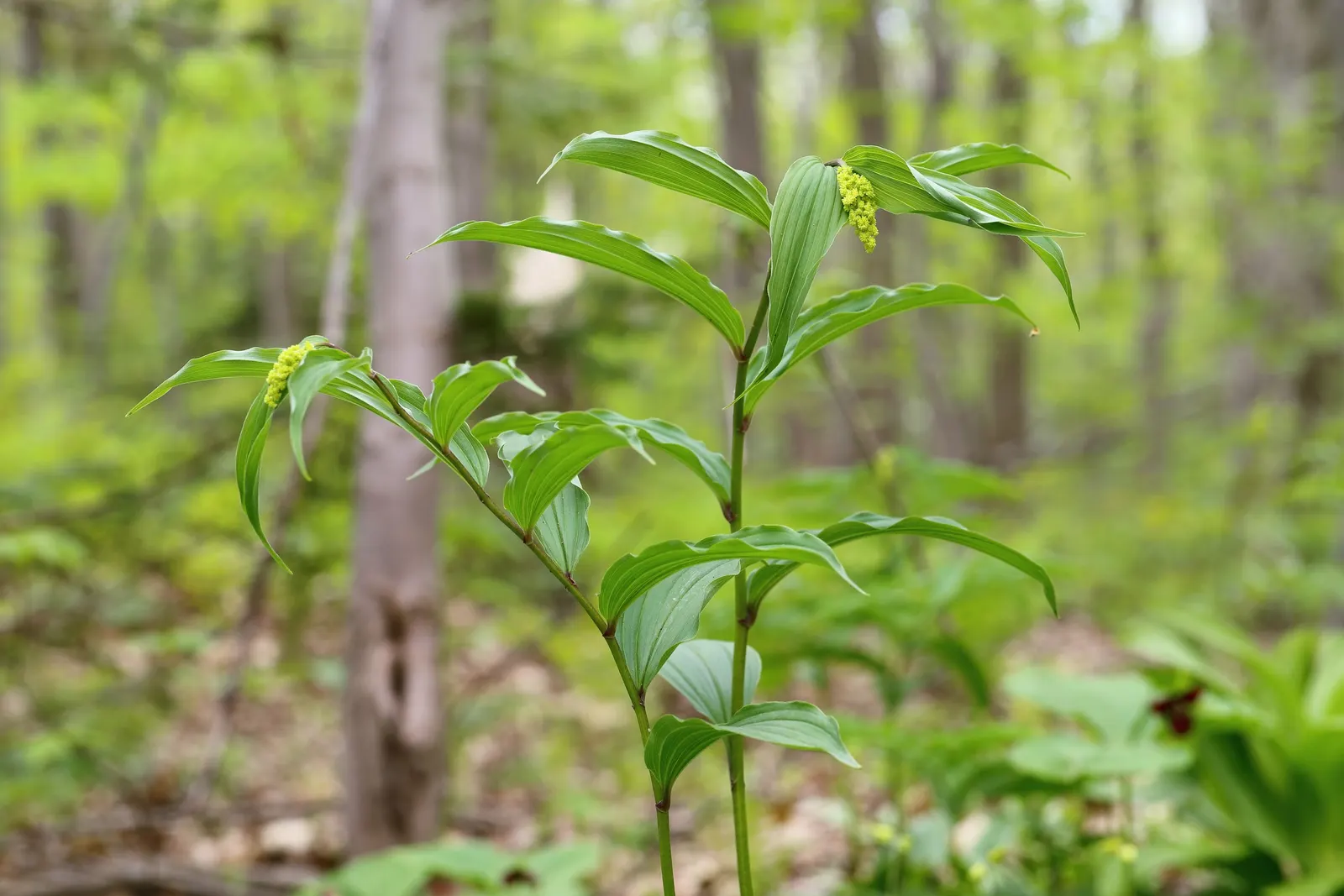 Solomon's Plume (Smilacina Racemosa) — well-drained soil that retains moisture; feathery backdrop to other shade-loving perennials