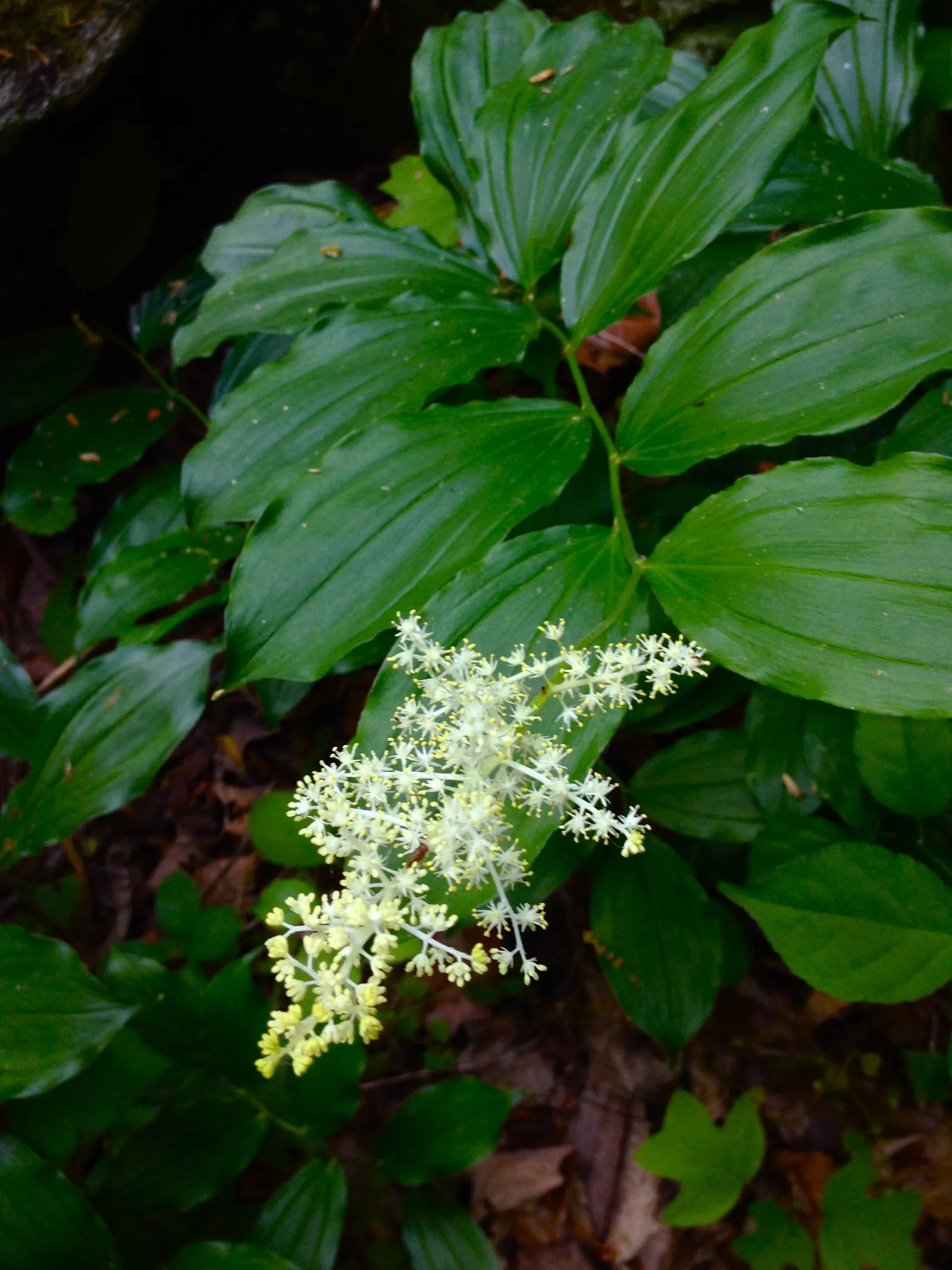 Solomon's Plume (Smilacina Racemosa) — its foliage transforms into a vibrant yellow; regular watering promotes optimal growth, especially during prolonged dry