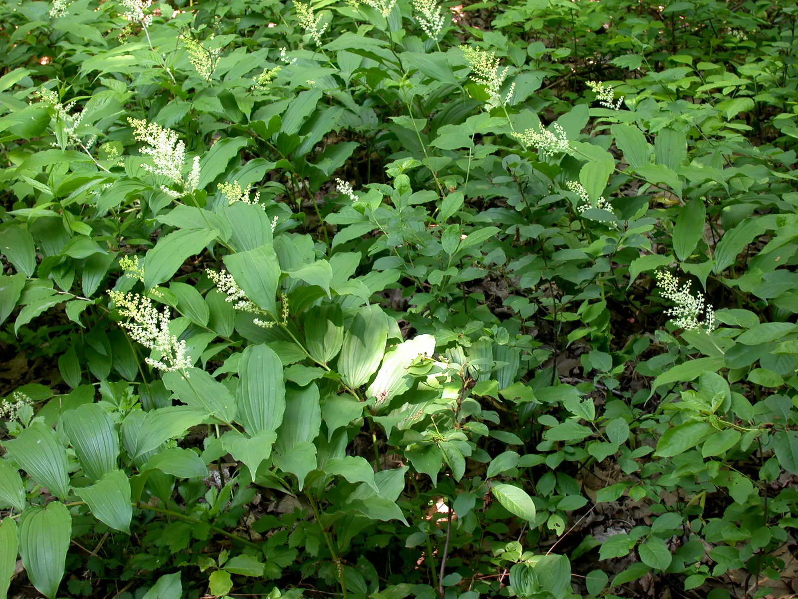 Solomon's Plume (Smilacina Racemosa) — These starry blooms are tightly clustered at the tips of the stems
